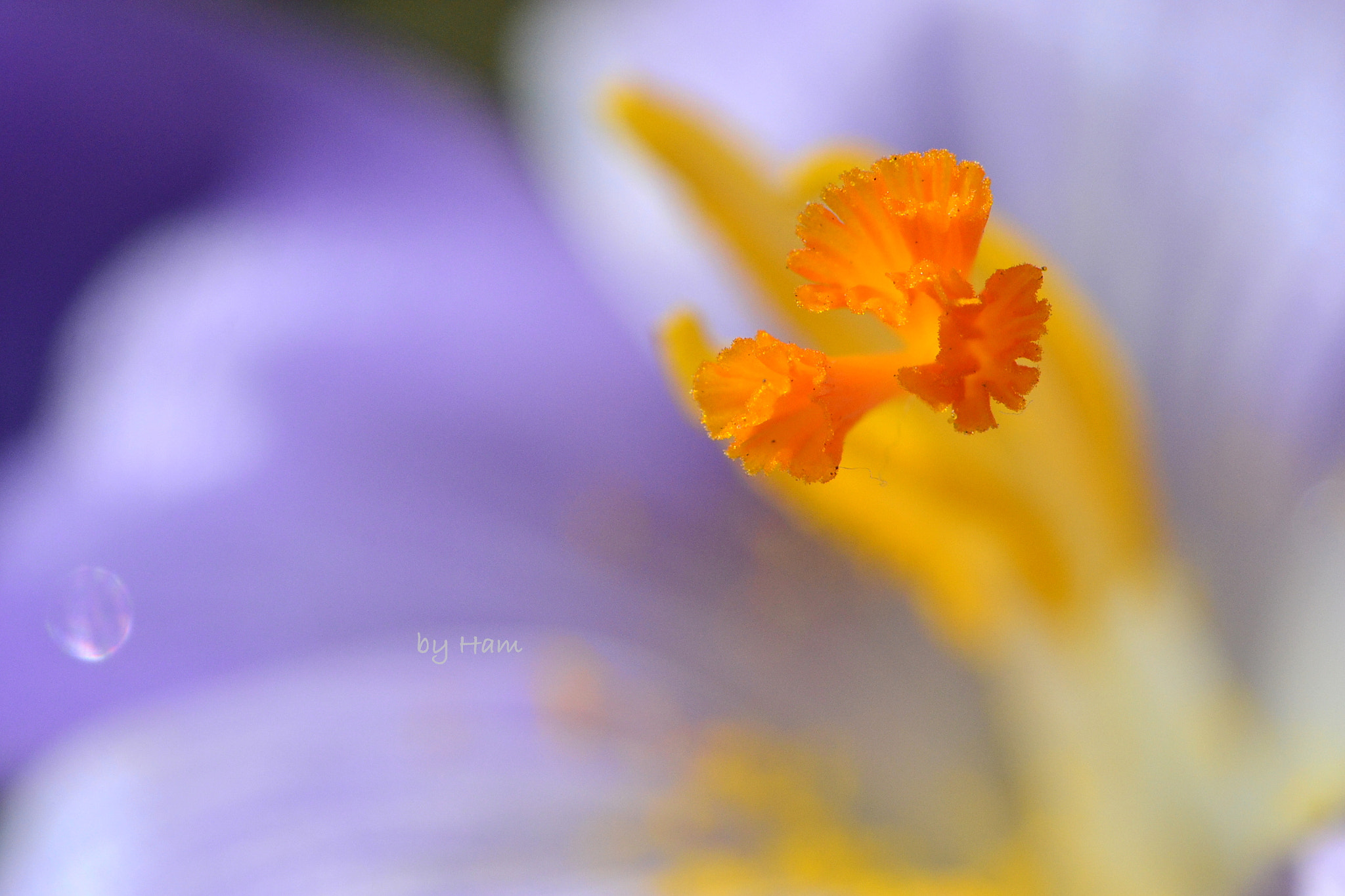 Nikon AF-S DX Micro-Nikkor 85mm F3.5G ED VR sample photo. Daydreamer photography