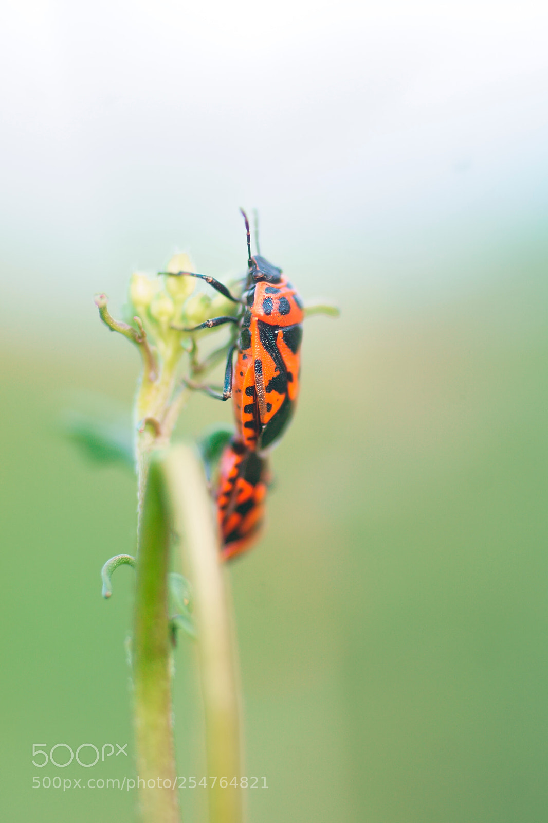 Sony a6000 sample photo. Eurydema dominulus photography