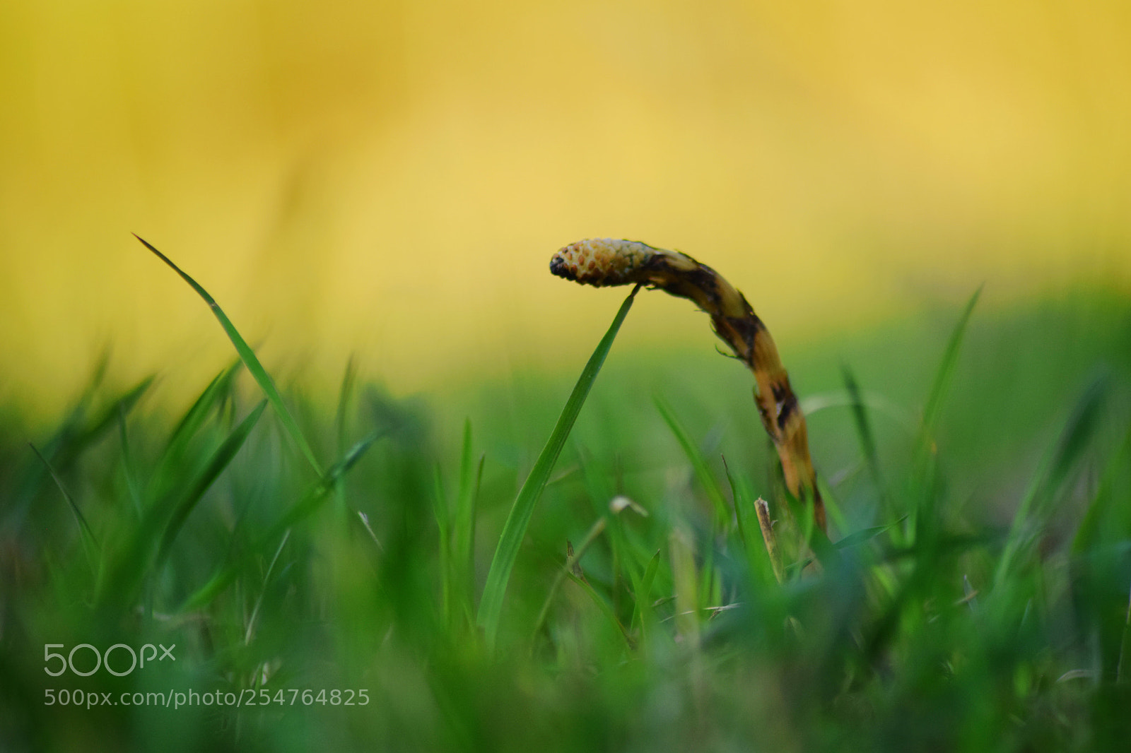 Nikon D5300 sample photo. A snake :) photography
