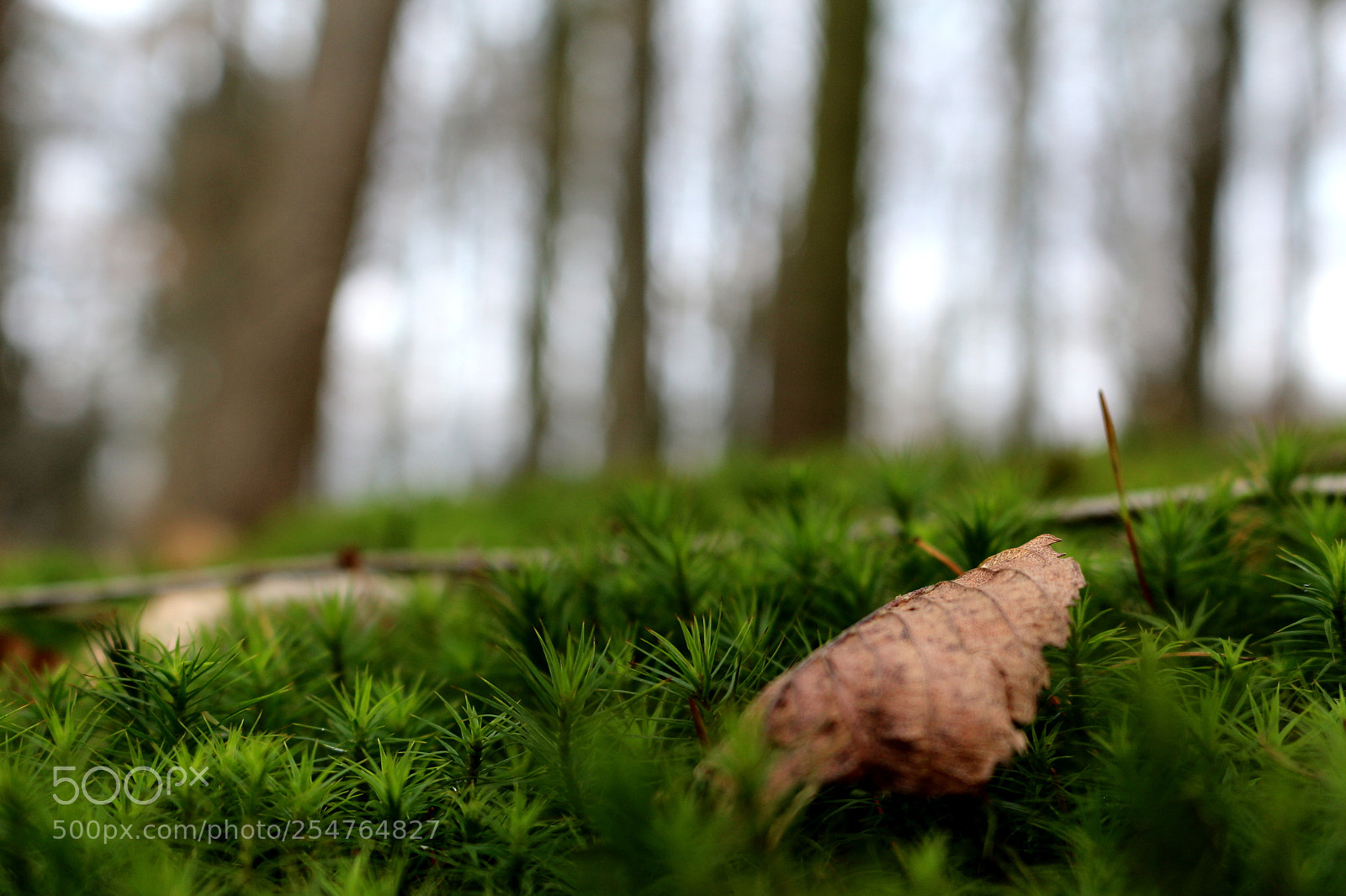 Canon EOS 100D (EOS Rebel SL1 / EOS Kiss X7) sample photo. Forest floor photography