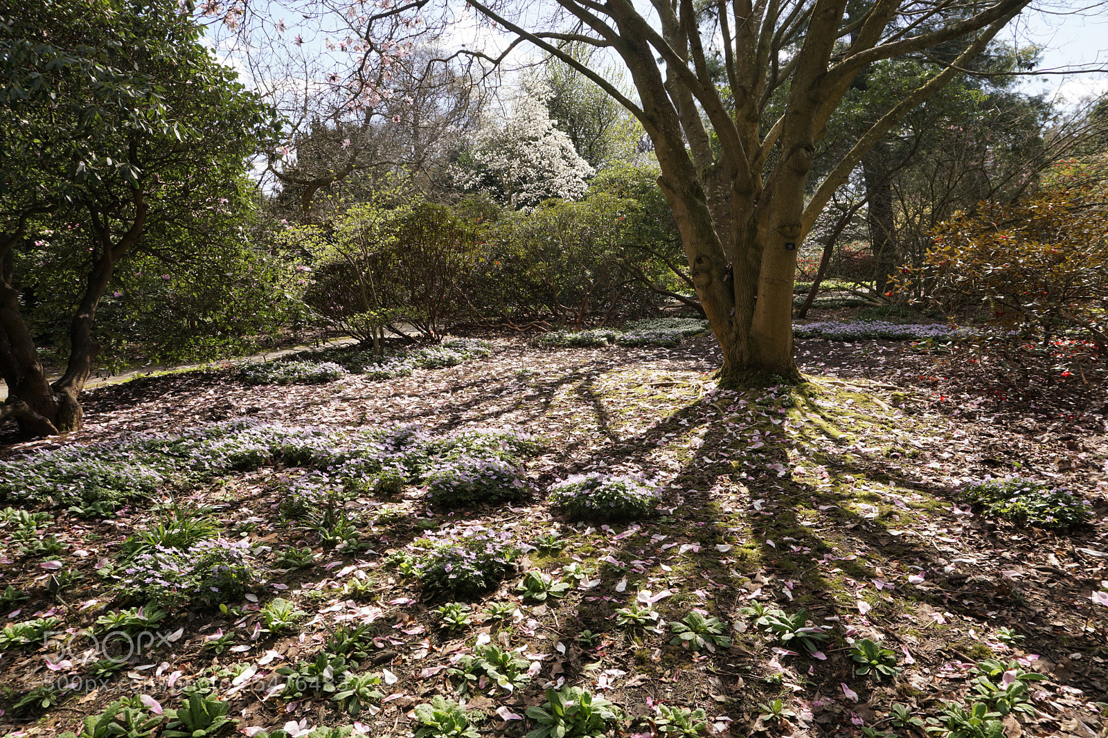 Sony a6000 sample photo. Spring glade photography