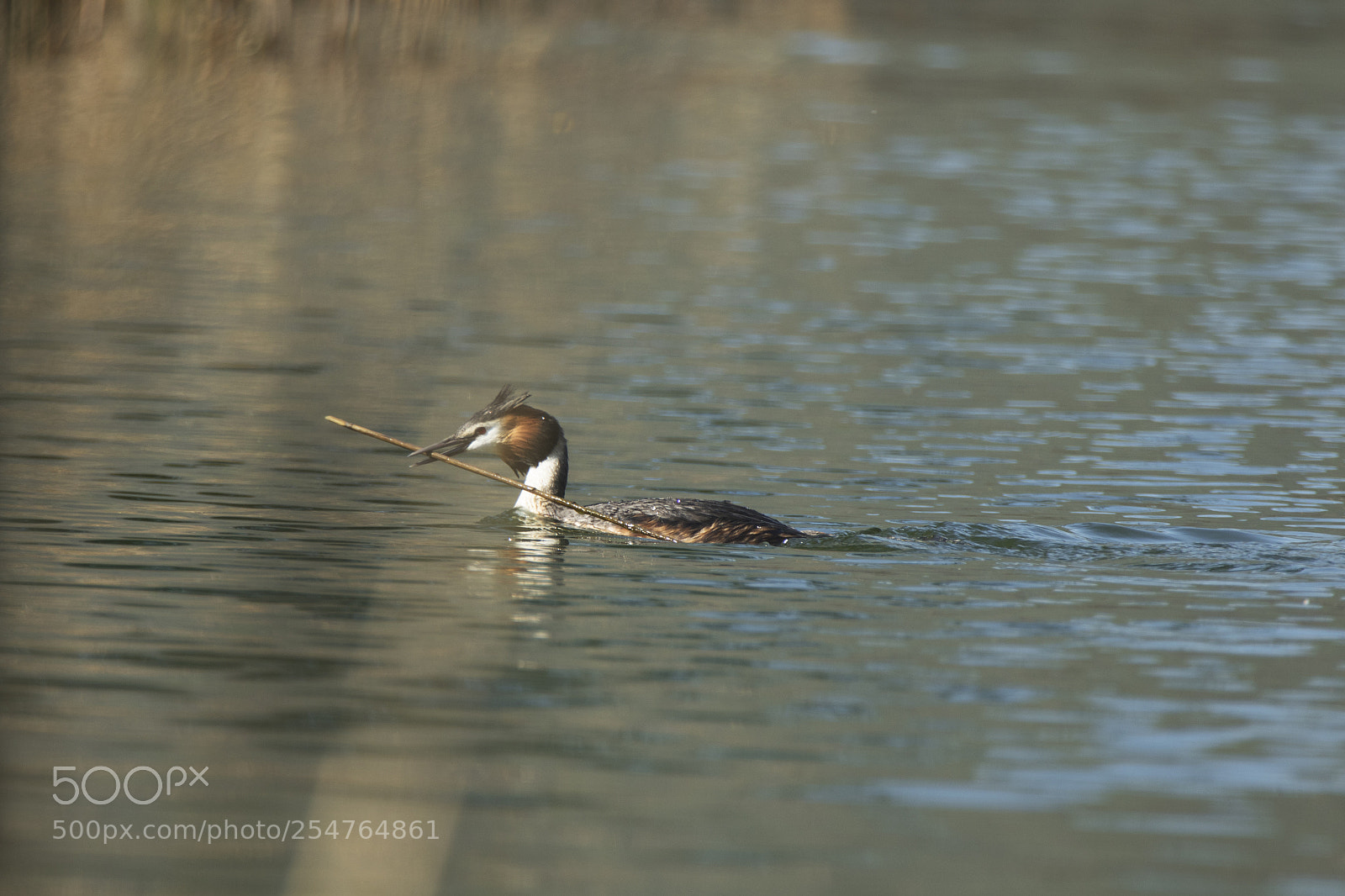Canon EOS 7D Mark II sample photo. Haubentaucher photography