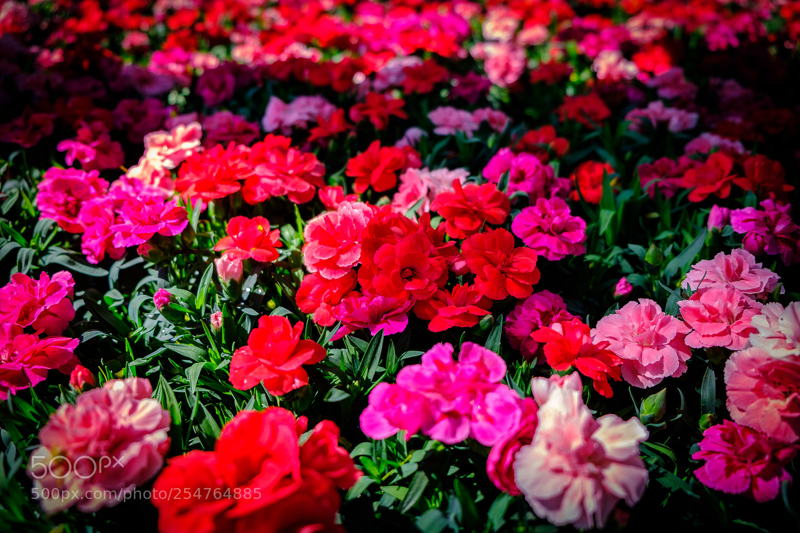 Fujifilm X-T20 sample photo. Von rot bis pink photography