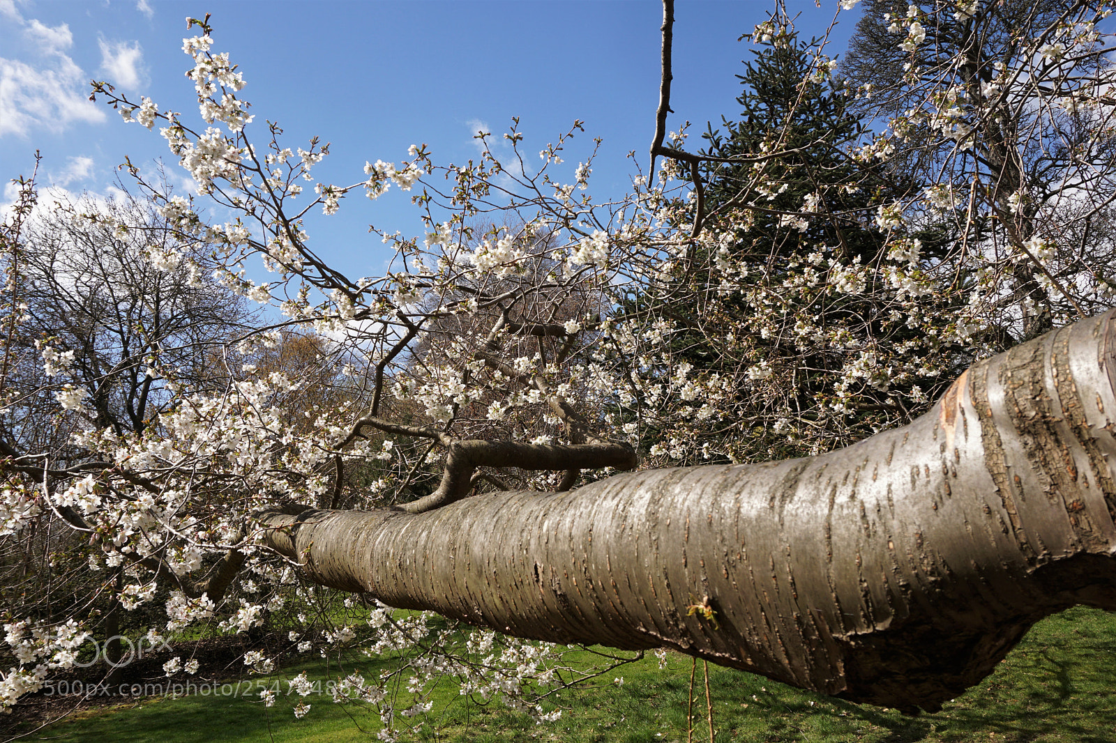 Sony a6000 sample photo. Blossom branch photography