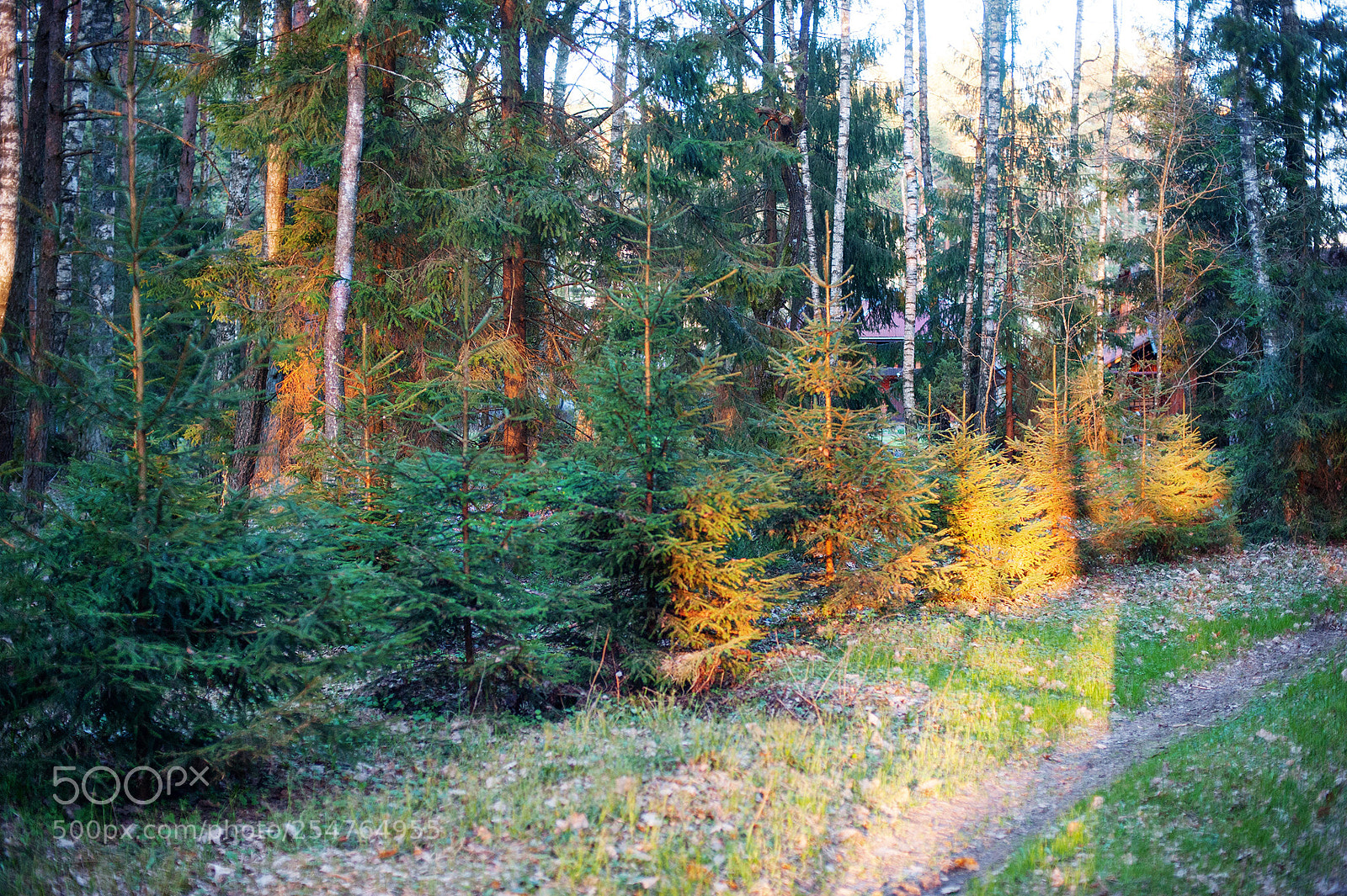 Nikon D3 sample photo. Evening sunlight illuminated photography