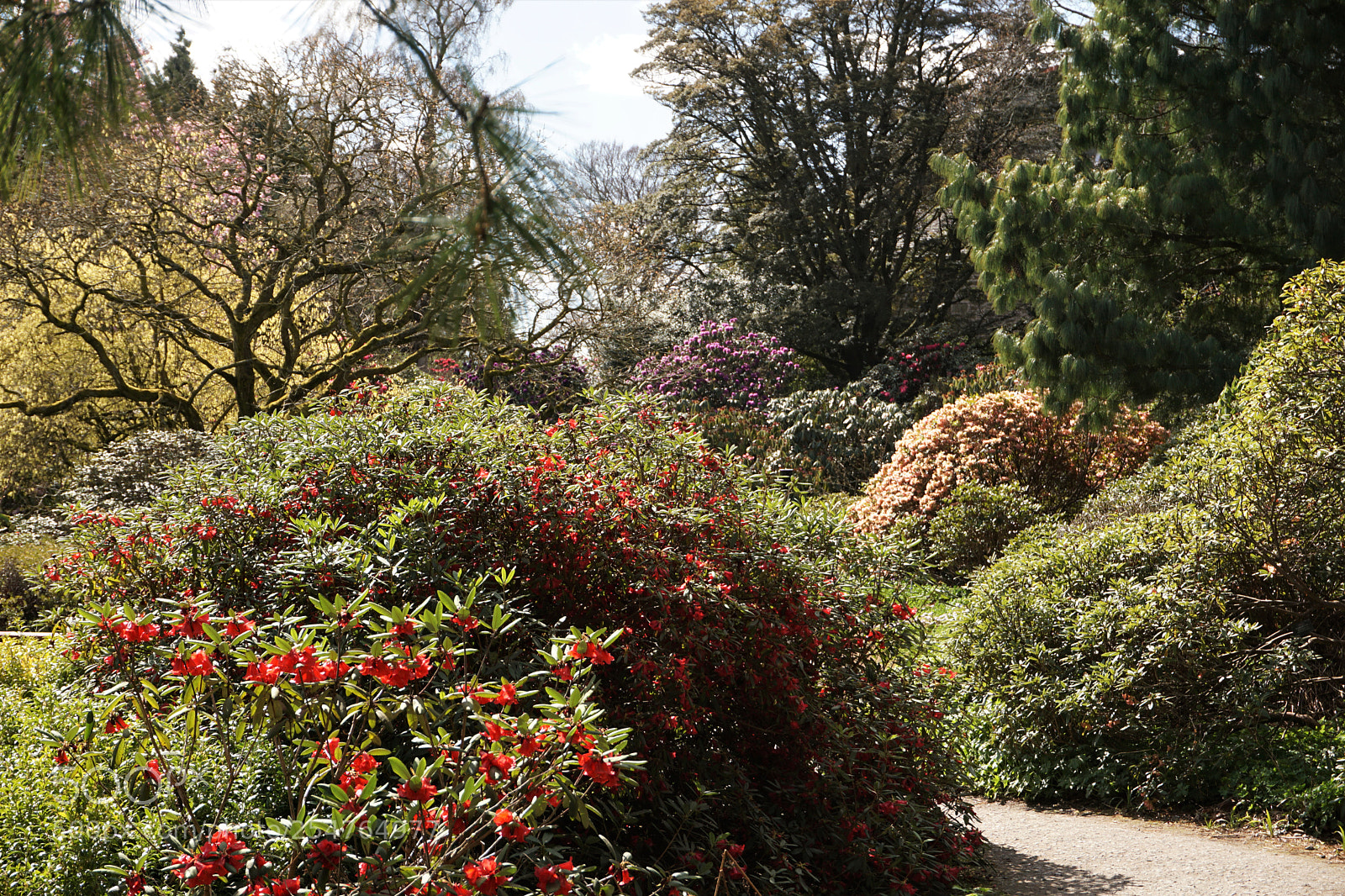 Sony a6000 sample photo. Rhododendron path photography
