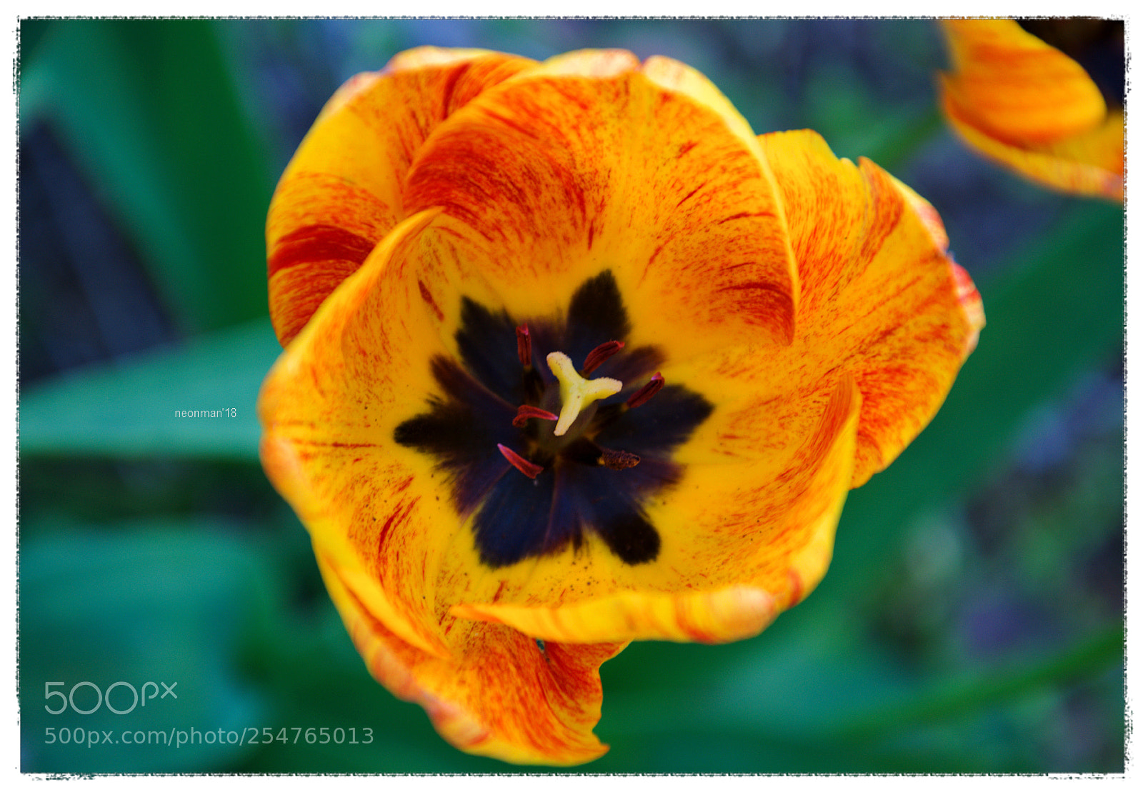 Nikon D90 sample photo. Love tulips photography
