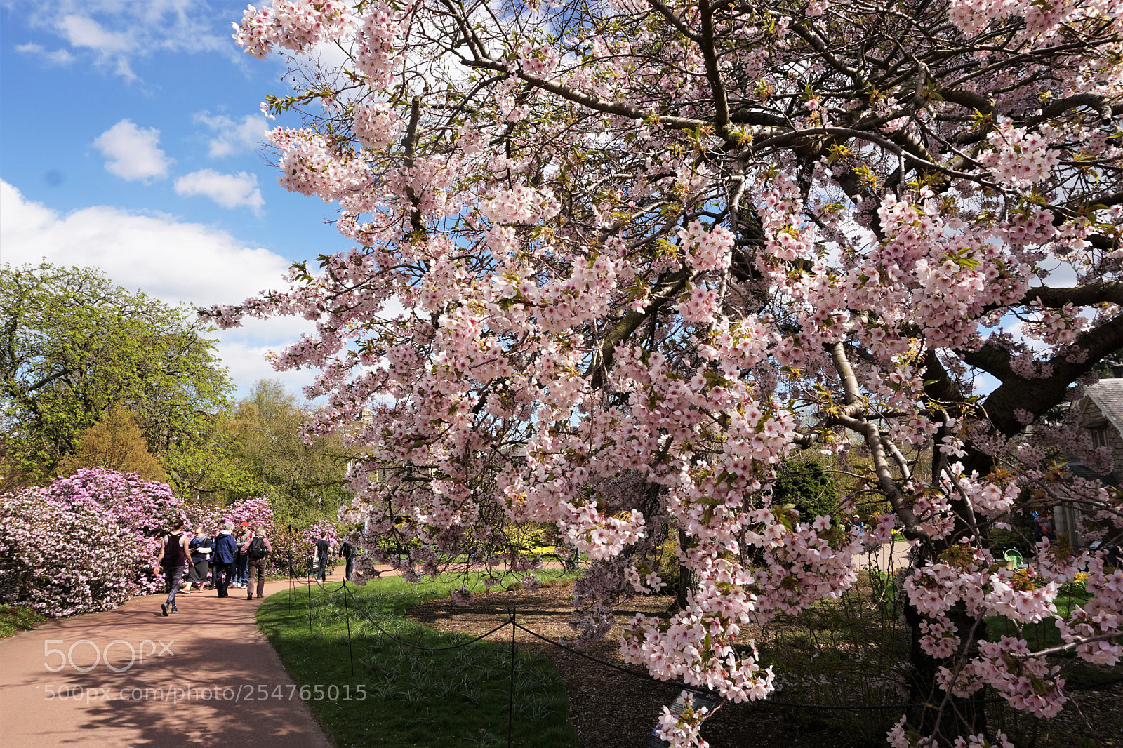 Sony a6000 sample photo. Pink blossom photography