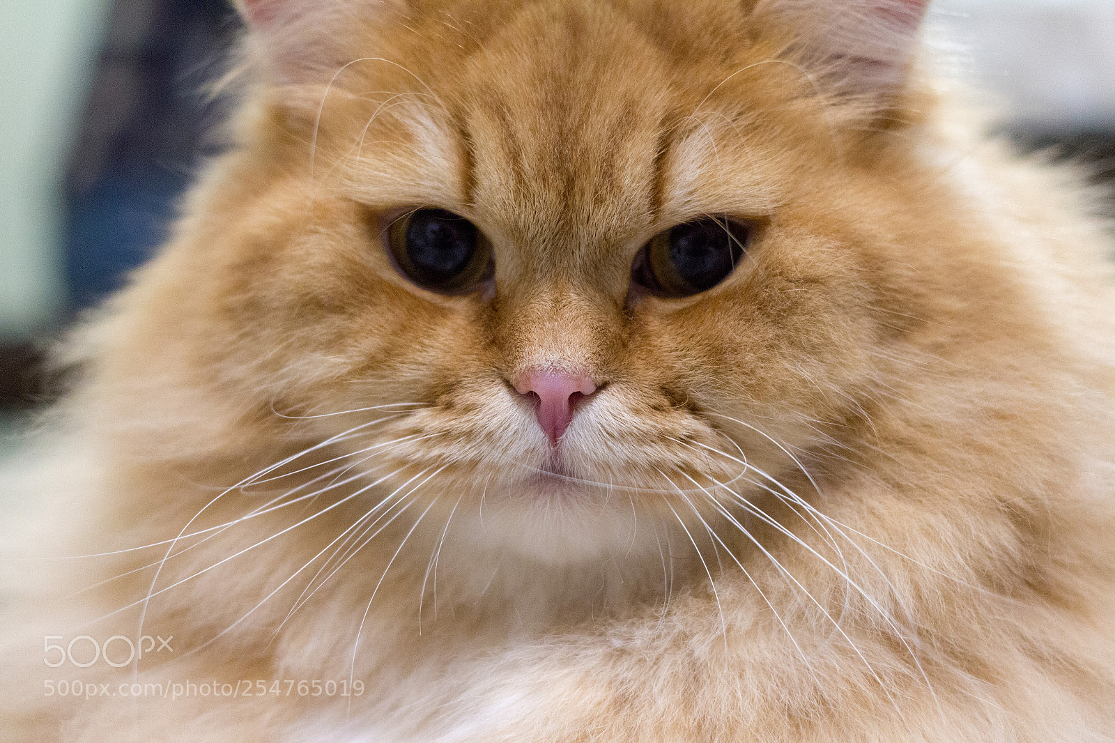 Canon EOS 650D (EOS Rebel T4i / EOS Kiss X6i) sample photo. Just my cat photography