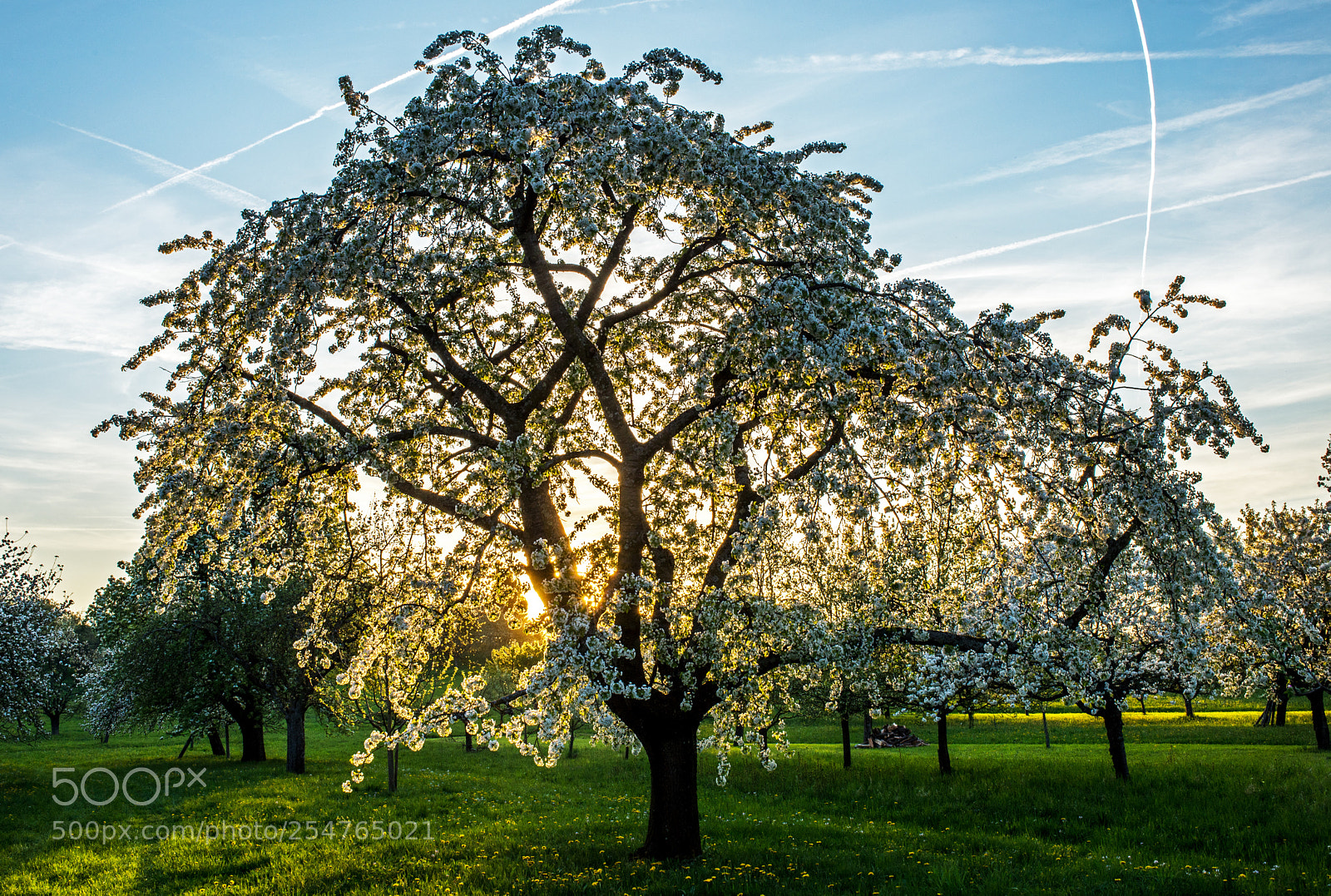 Nikon D600 sample photo. Cherry tree in the photography
