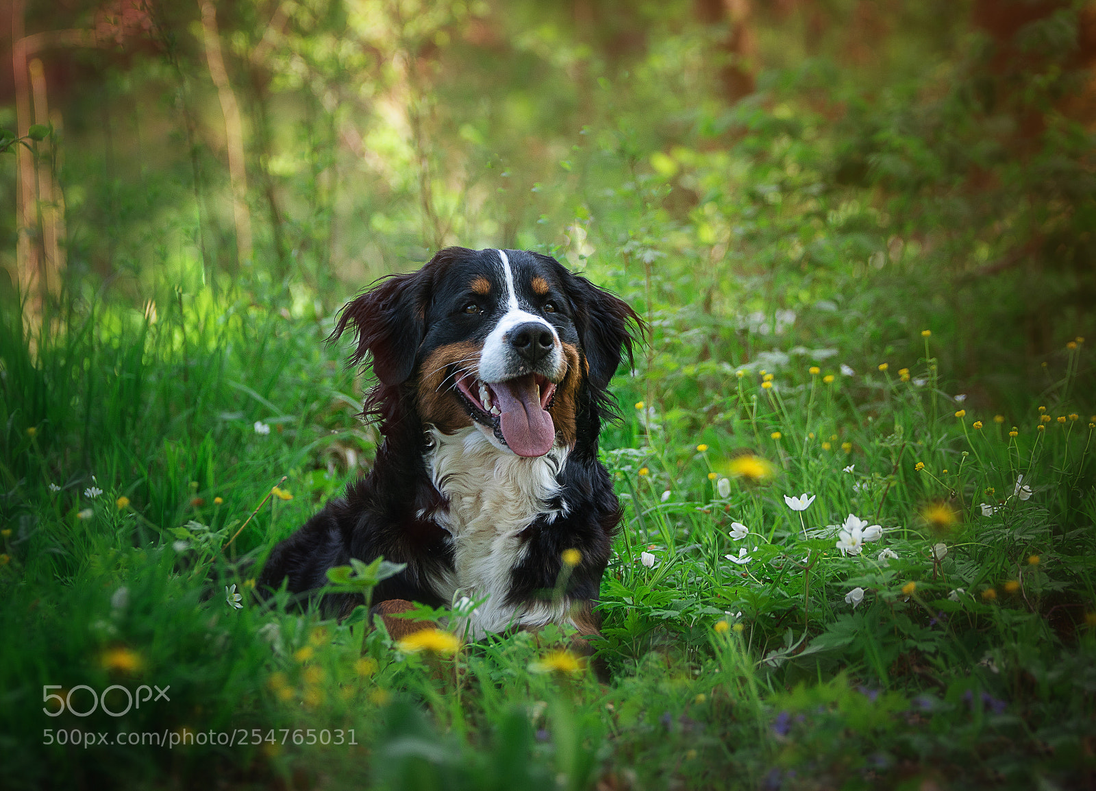 Sony ILCA-77M2 sample photo. Berner sennen hund photography