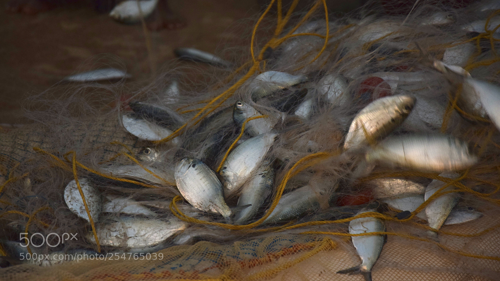 Nikon D5300 sample photo. Fishing in kerala photography