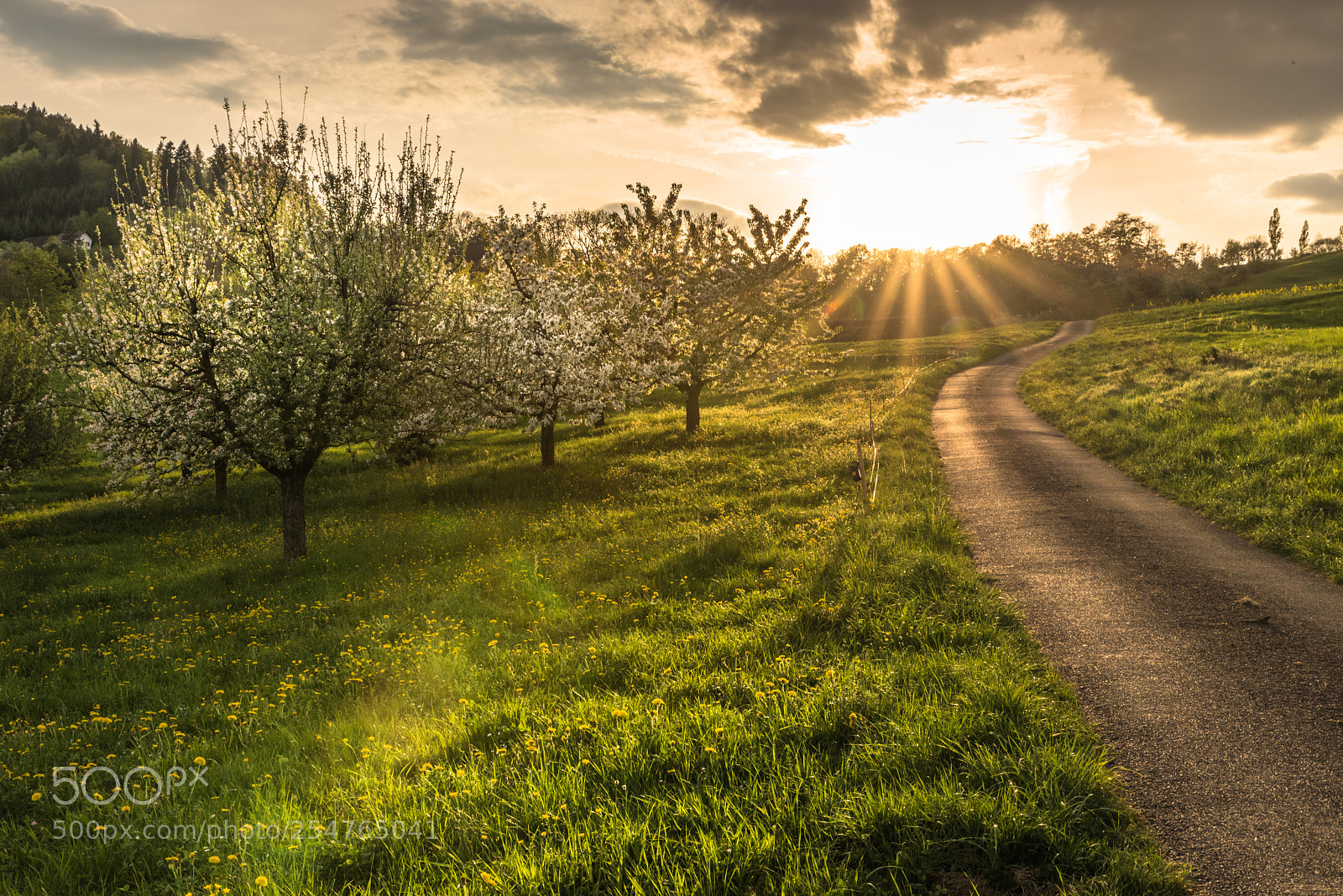 Nikon D810 sample photo. Spring. photography