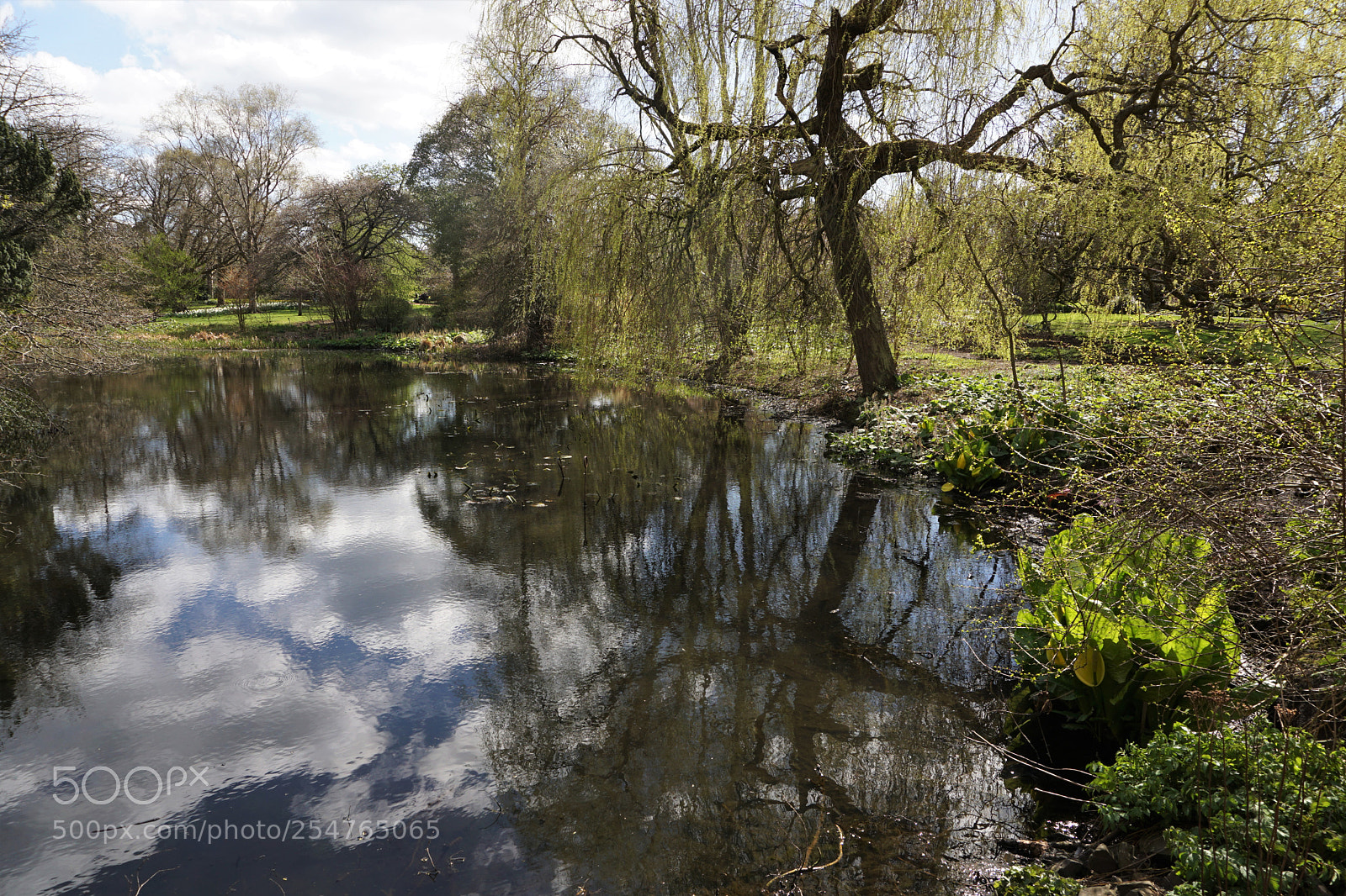 Sony a6000 sample photo. Botanic pond photography