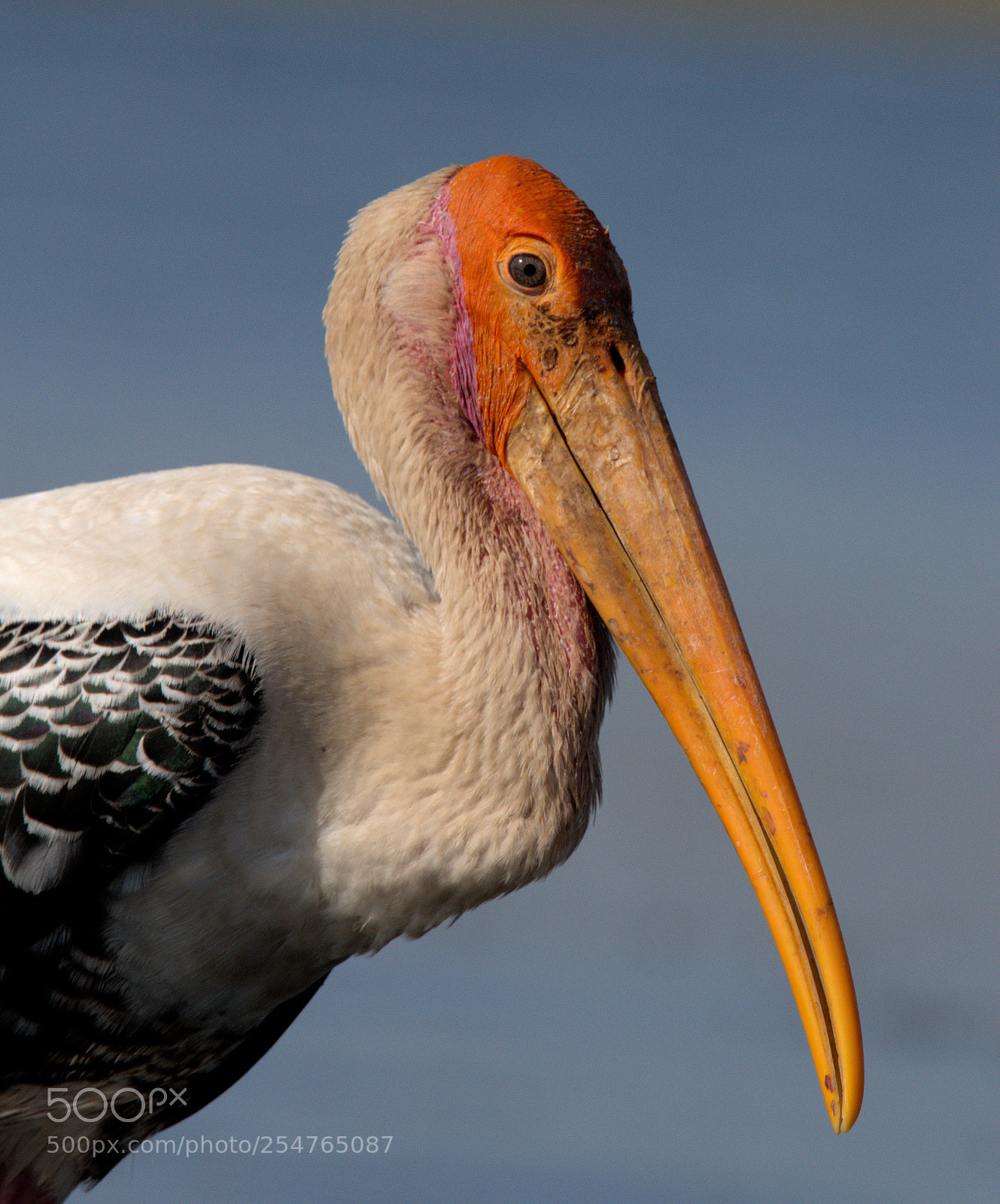 Nikon D5500 sample photo. Painted stork close-up photography