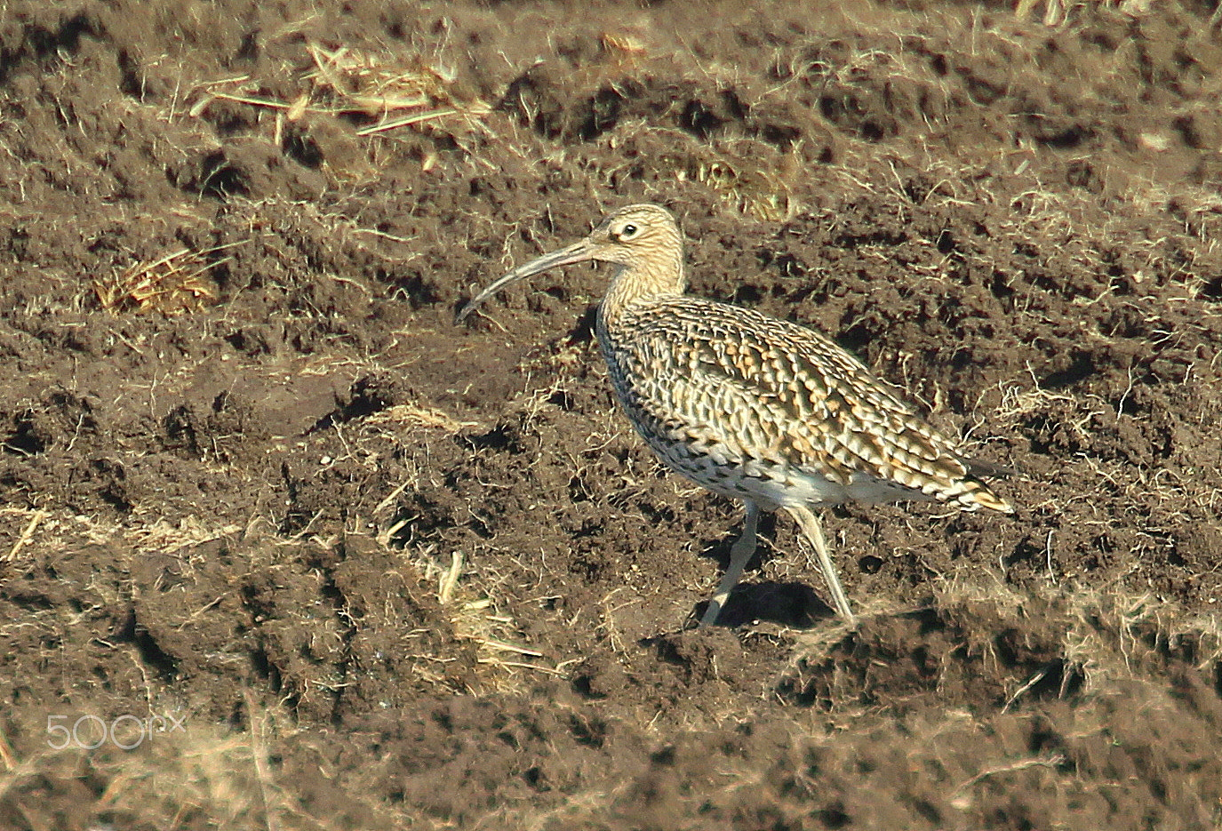 Canon EOS 700D (EOS Rebel T5i / EOS Kiss X7i) + Canon EF 70-300mm F4.5-5.6 DO IS USM sample photo. The curlew on the field. photography