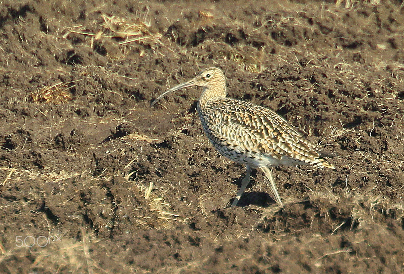 Canon EOS 700D (EOS Rebel T5i / EOS Kiss X7i) sample photo. The curlew on the field. photography