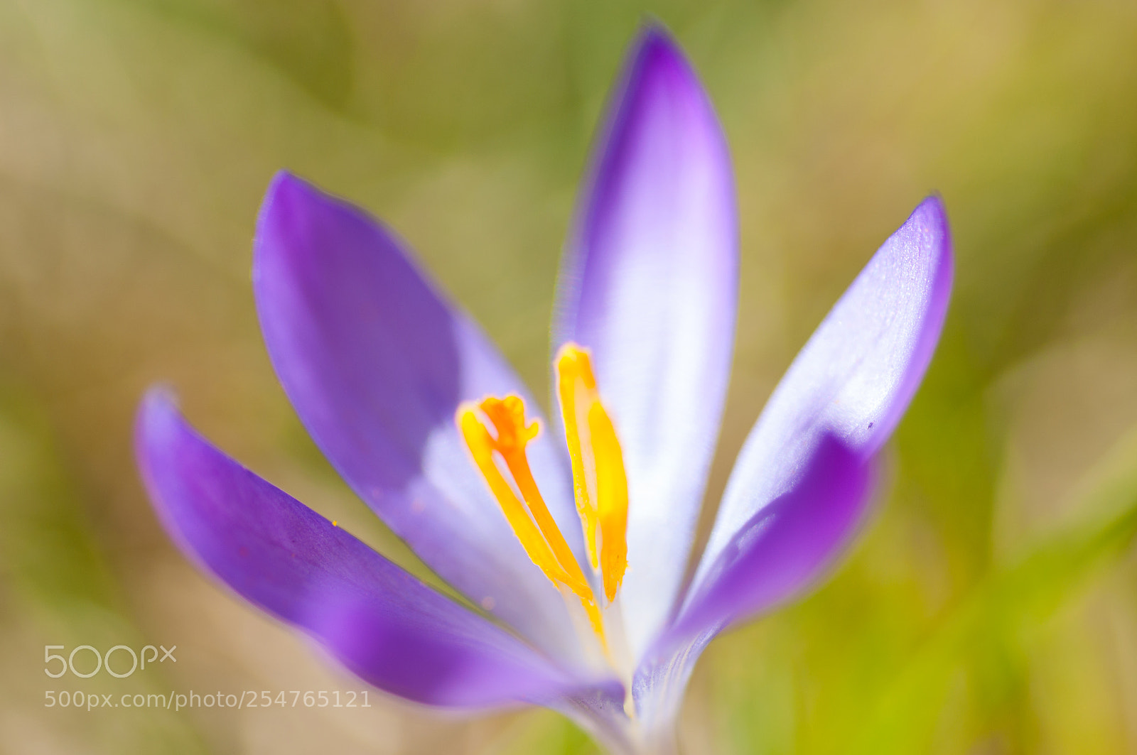 Nikon D90 sample photo. Spring photography