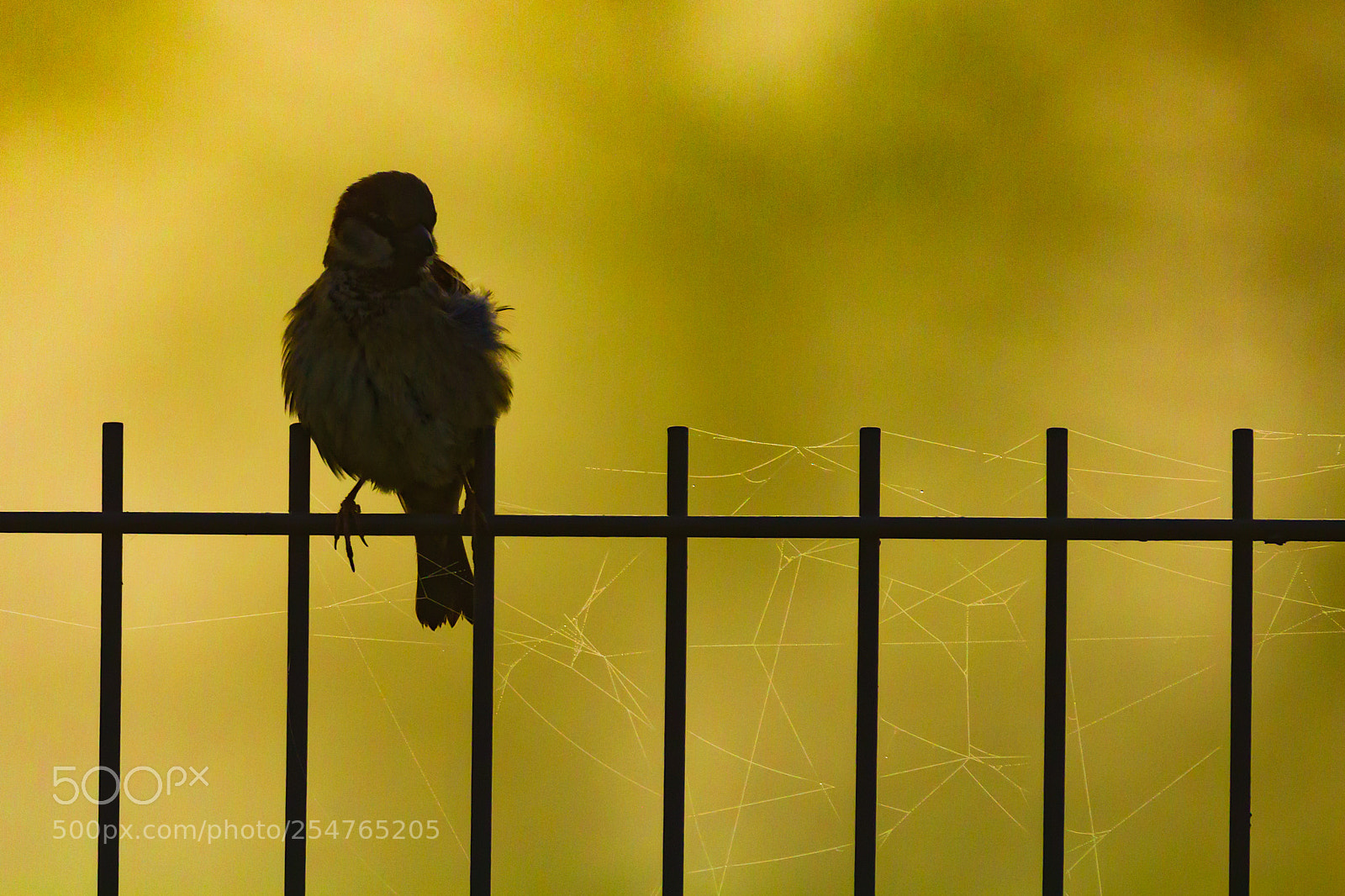 Canon EOS 600D (Rebel EOS T3i / EOS Kiss X5) sample photo. Sparrow in web photography