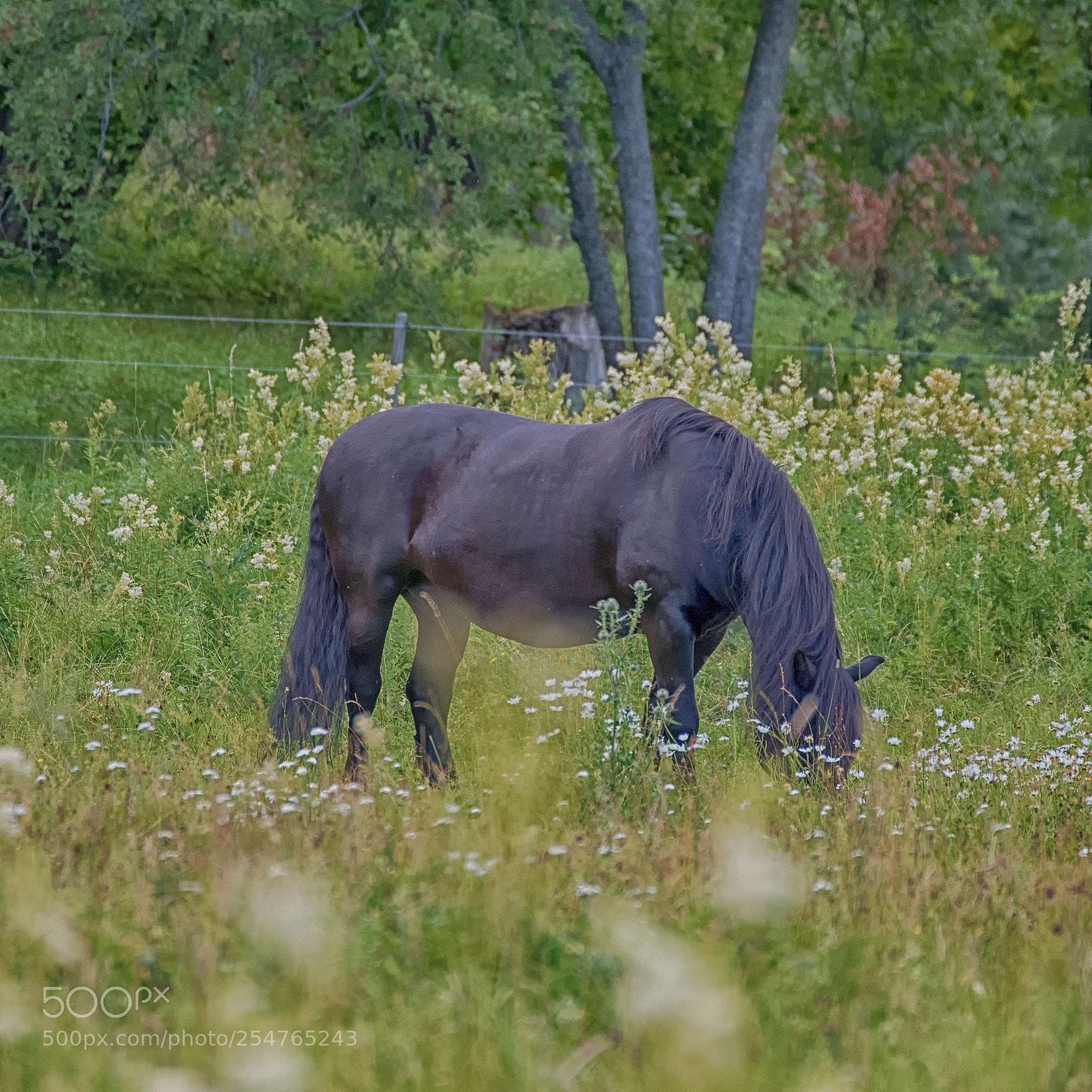 Pentax K-S2 sample photo. Pferd auf djurgarden photography