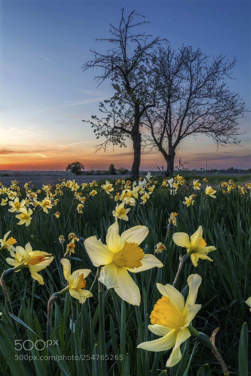 Nikon D5200 sample photo. Daffodils photography