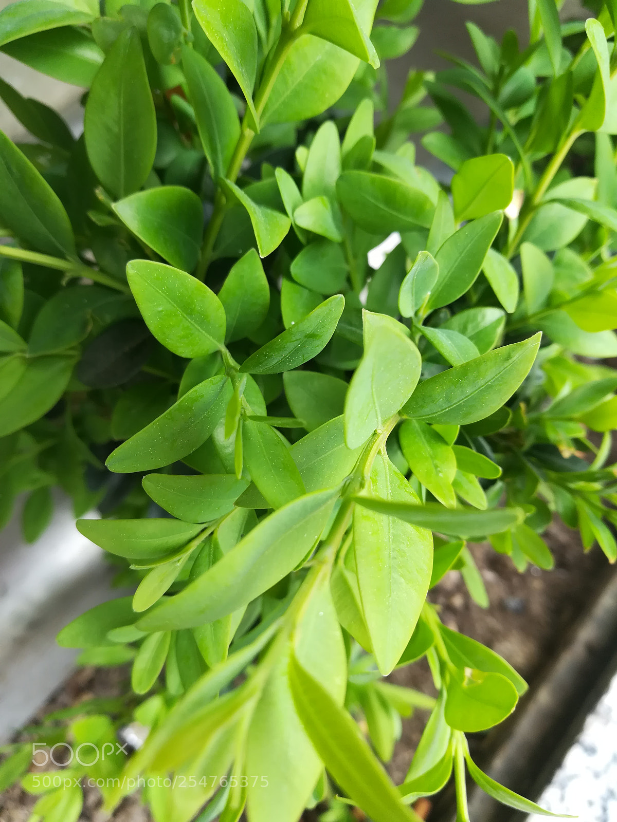HUAWEI honor 6x sample photo. Untitled photography