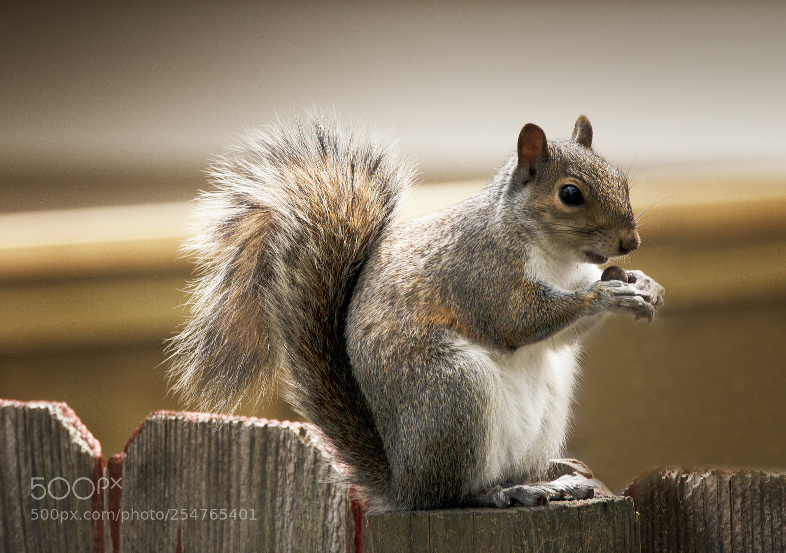 Canon EOS 70D sample photo. Grey squirrel - lunch photography