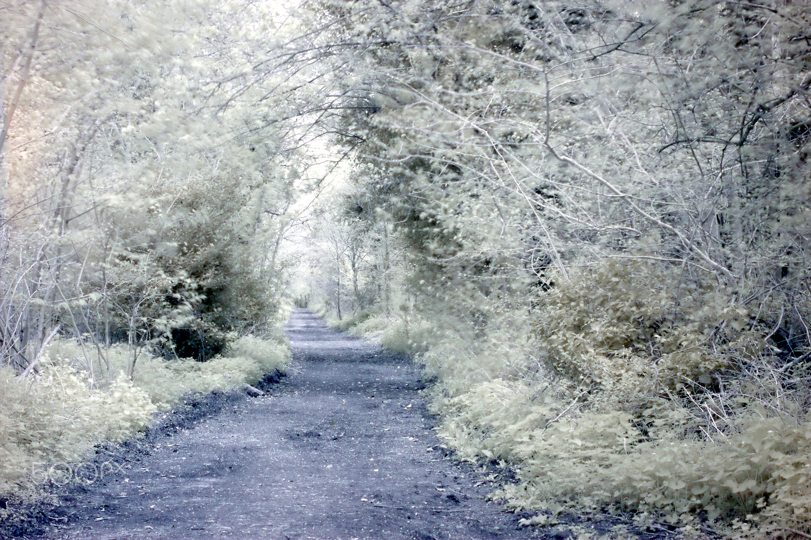 Canon 50mm sample photo. Post wood lane ir photography