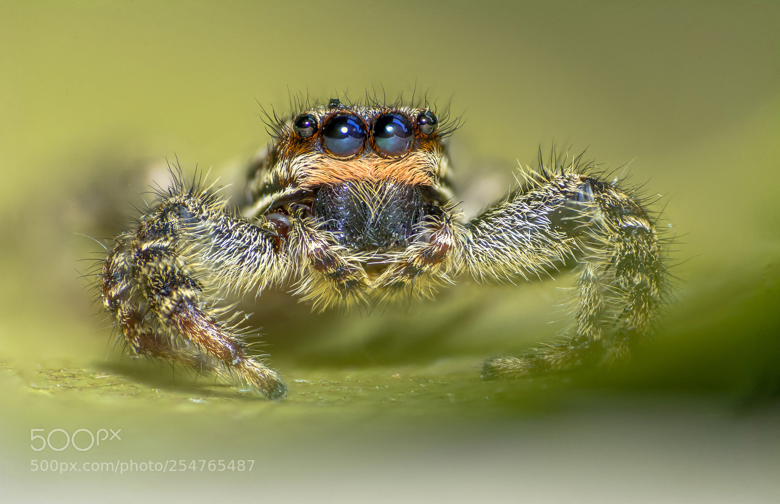 Nikon D7100 sample photo. Jumping spider photography