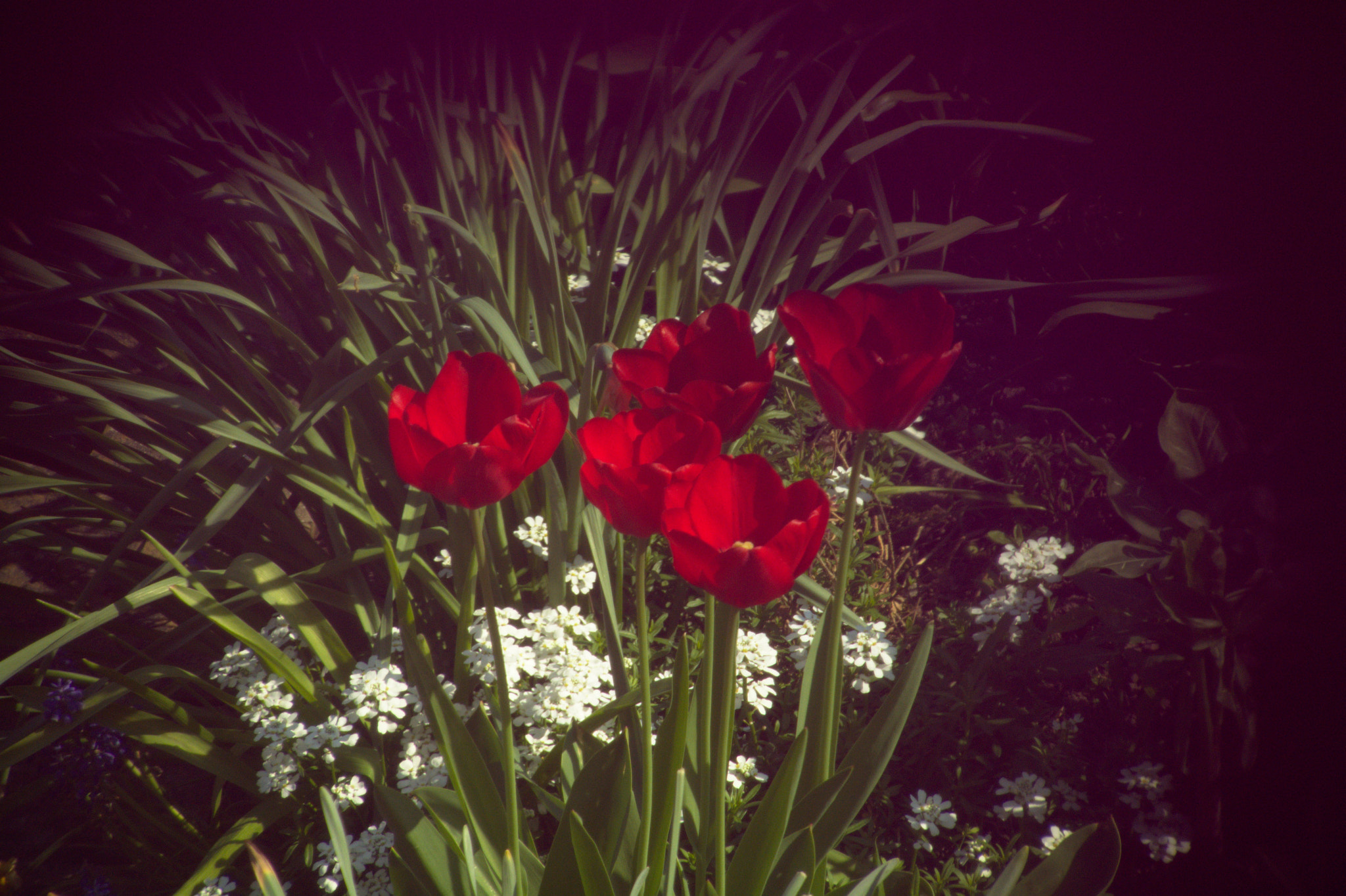 Nikon D7100 sample photo. Tulips photography