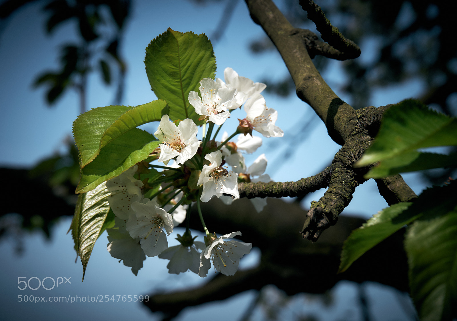 Sony a7 III sample photo. Spring 2018 photography