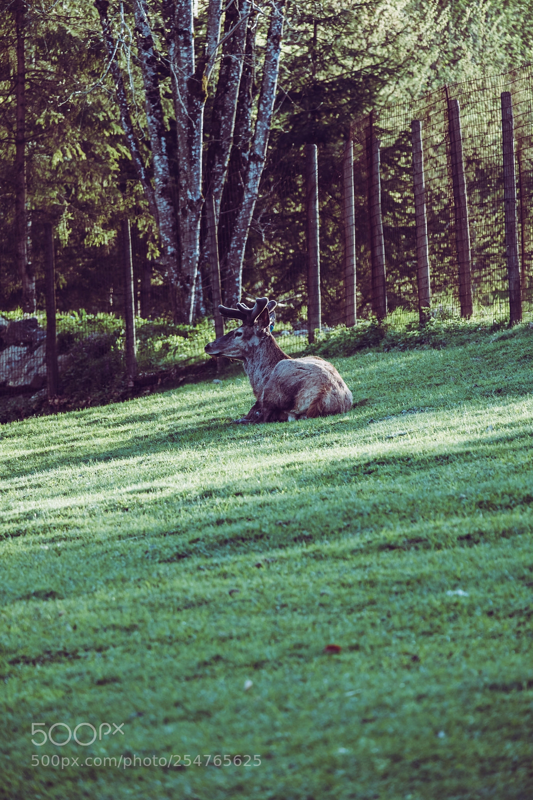 Fujifilm X-T20 sample photo. Deer photography