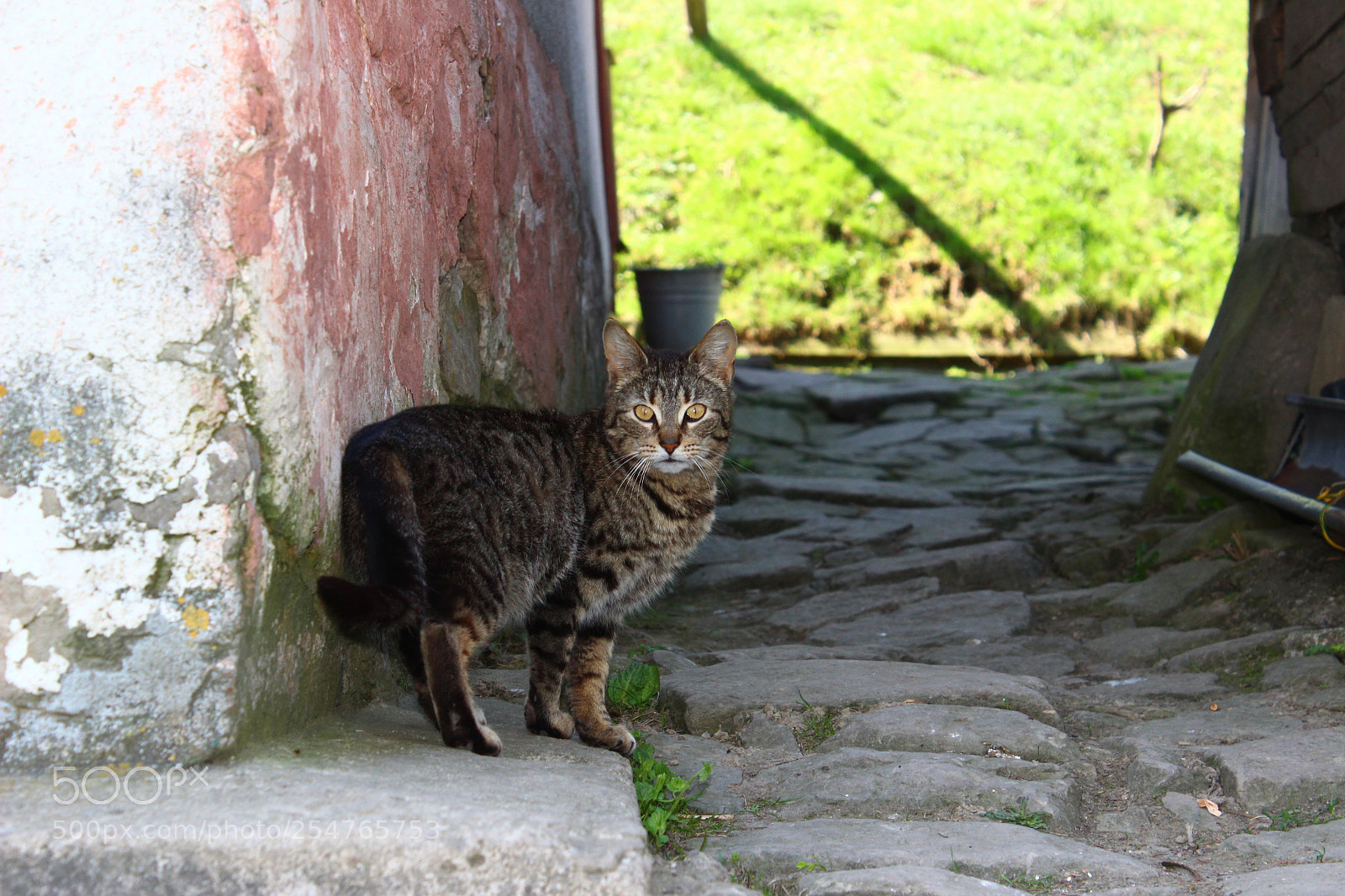 Canon EOS 600D (Rebel EOS T3i / EOS Kiss X5) sample photo. Img photography