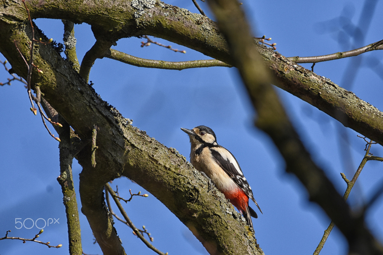 Sigma 150-600mm F5-6.3 DG OS HSM | C sample photo. Strakapoud photography