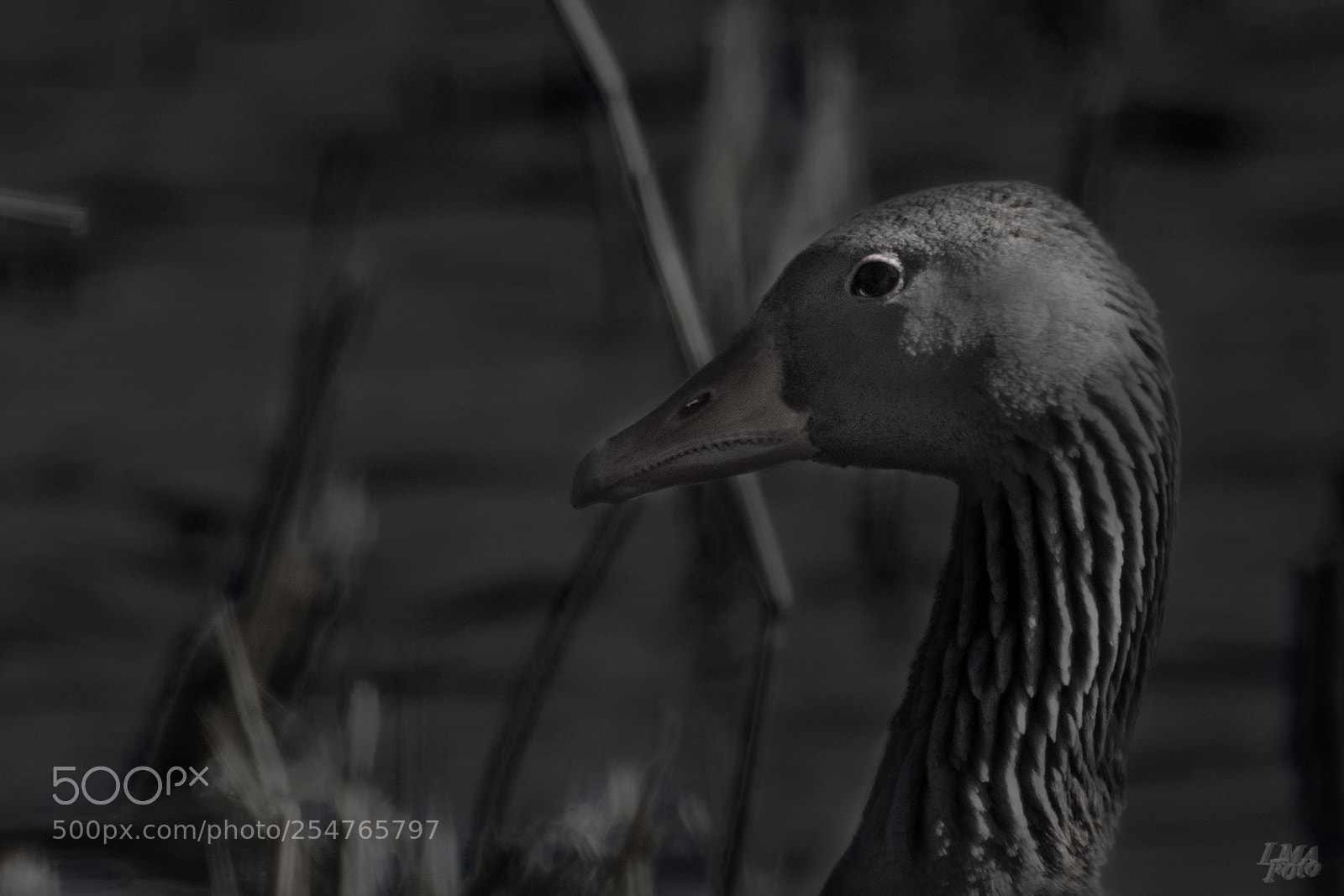Nikon D500 sample photo. Greylag goose photography