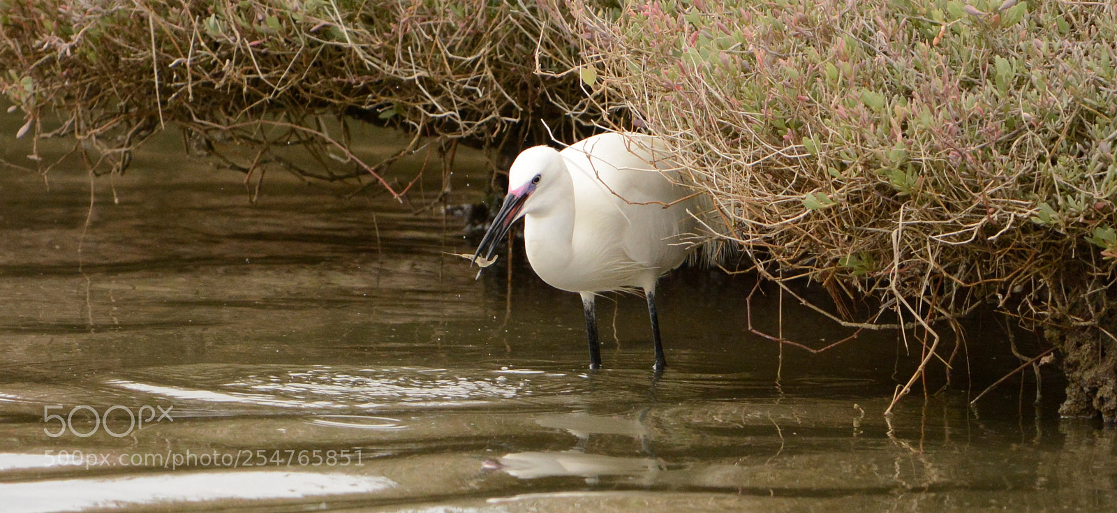 Nikon D7100 sample photo. Egretta garzetta photography