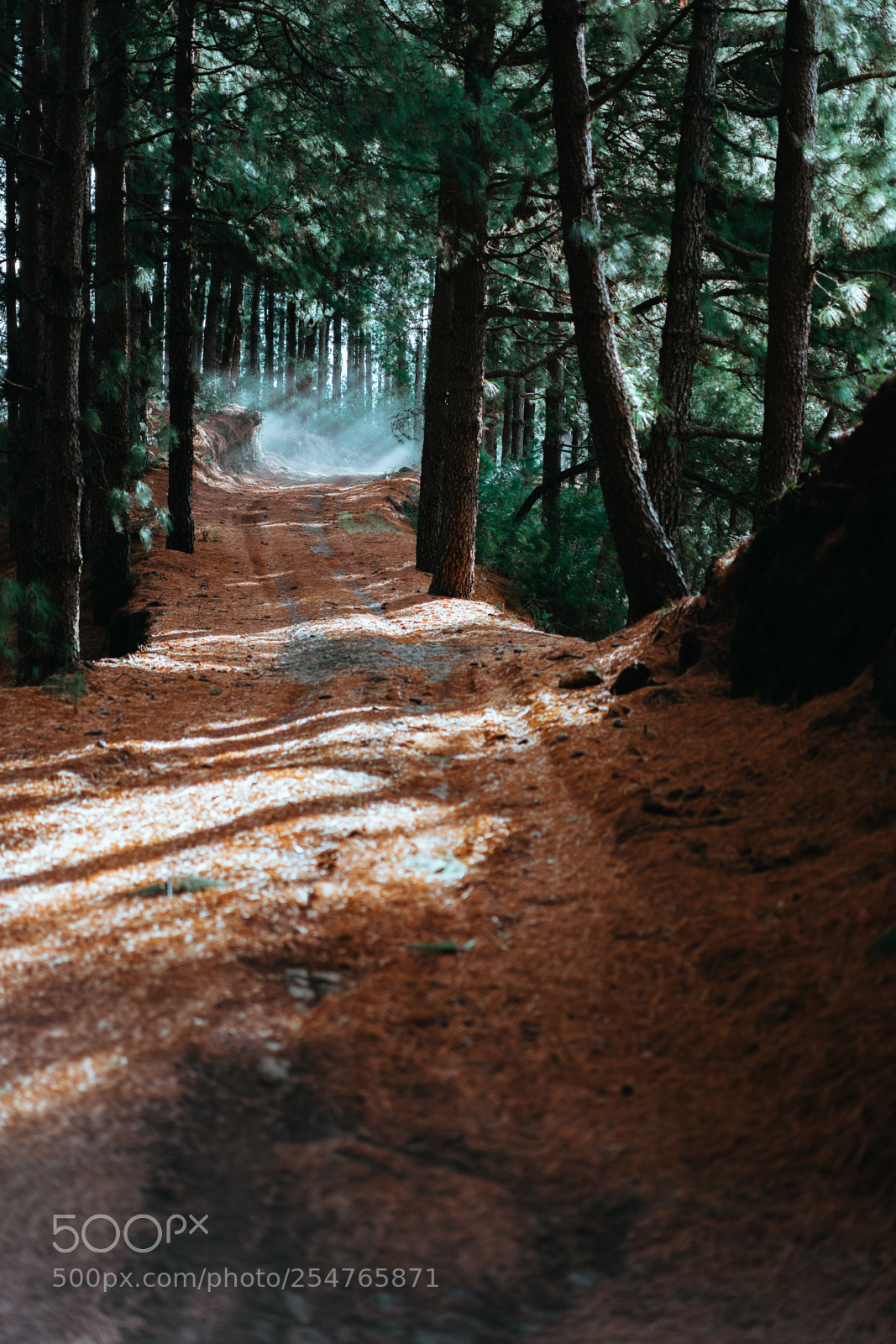 Sony a7 II sample photo. Evergreen coniferous forest on photography