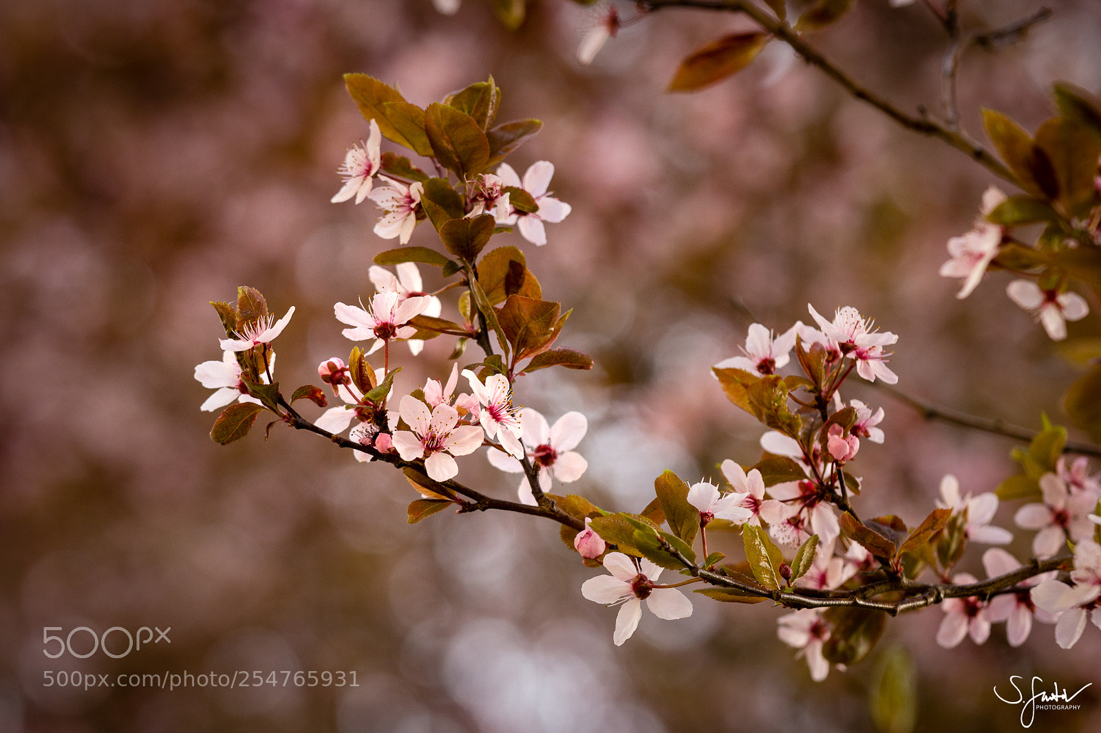 Canon EOS 60D sample photo. Spring time ii. photography
