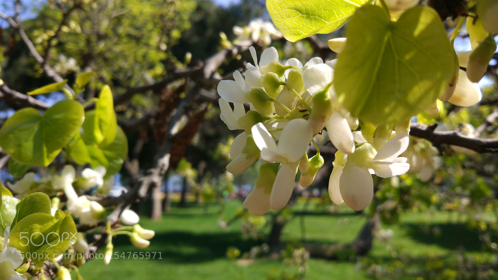Xiaomi MI 5 sample photo. Blossom photography