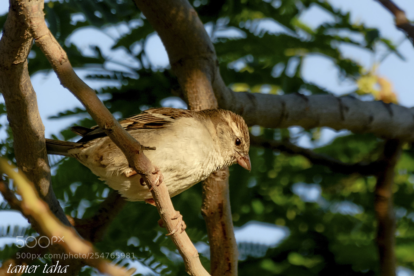 Nikon D7100 sample photo. Copy copy photography