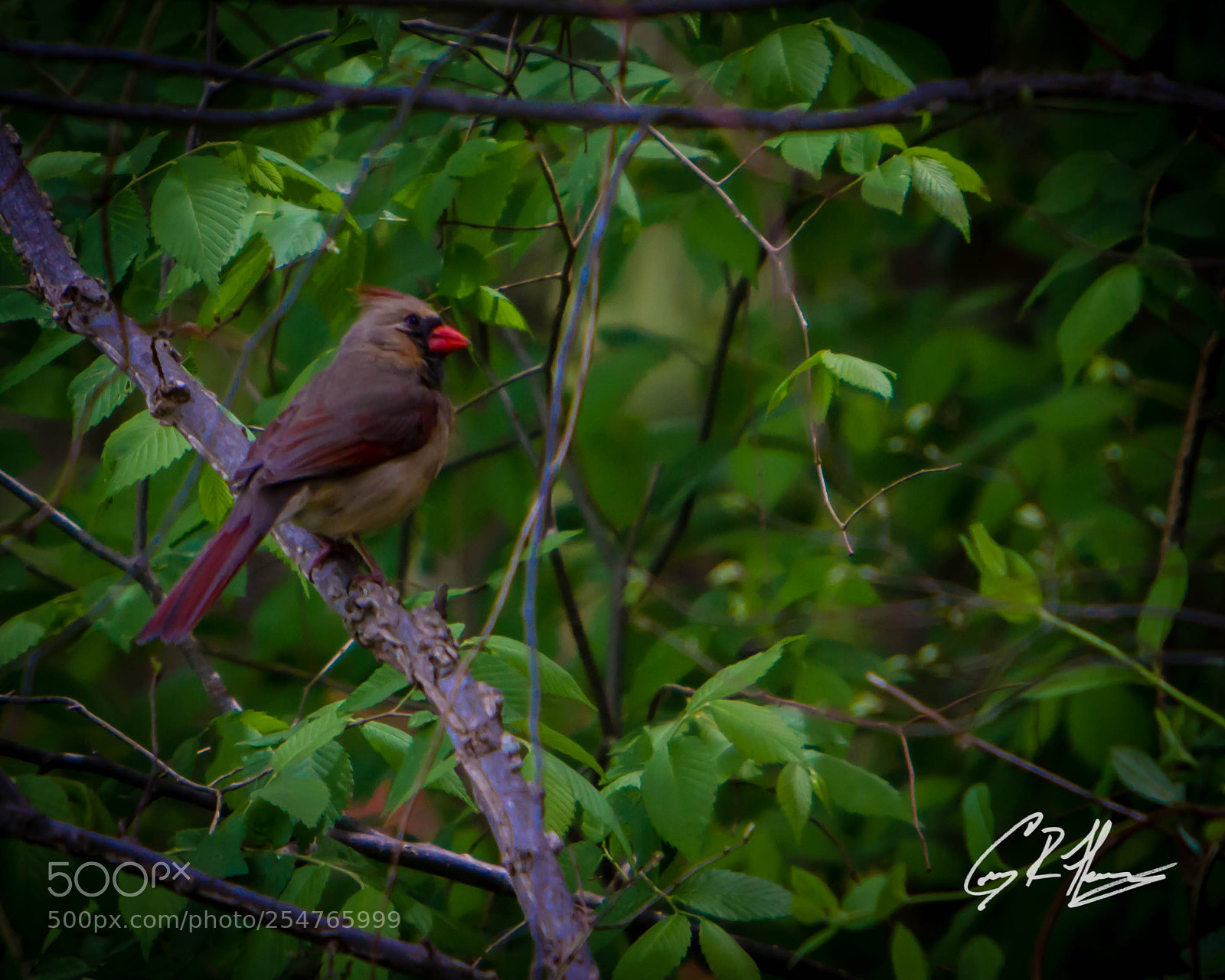 Canon EOS 7D sample photo. Untitled photography