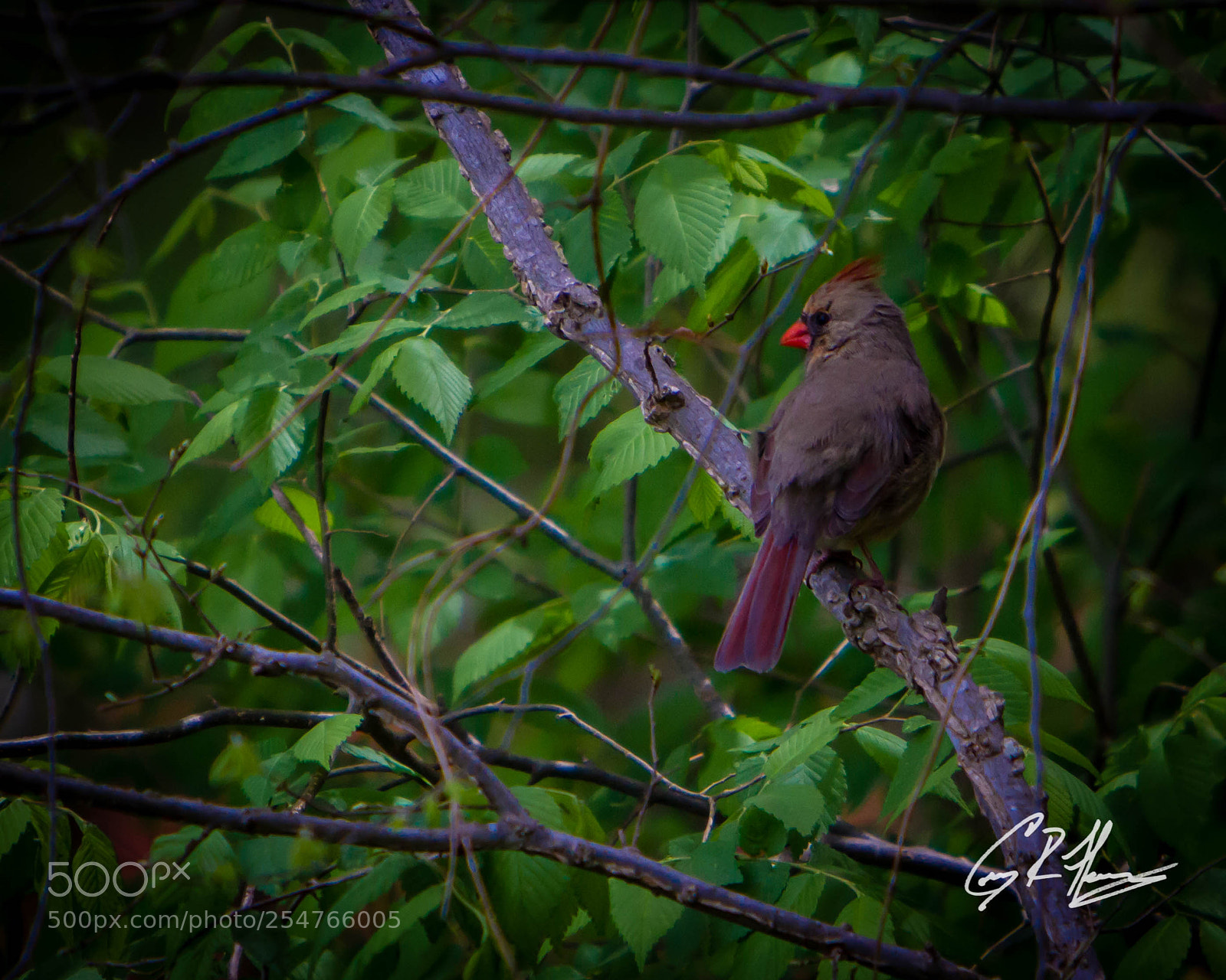Canon EOS 7D sample photo. Untitled photography