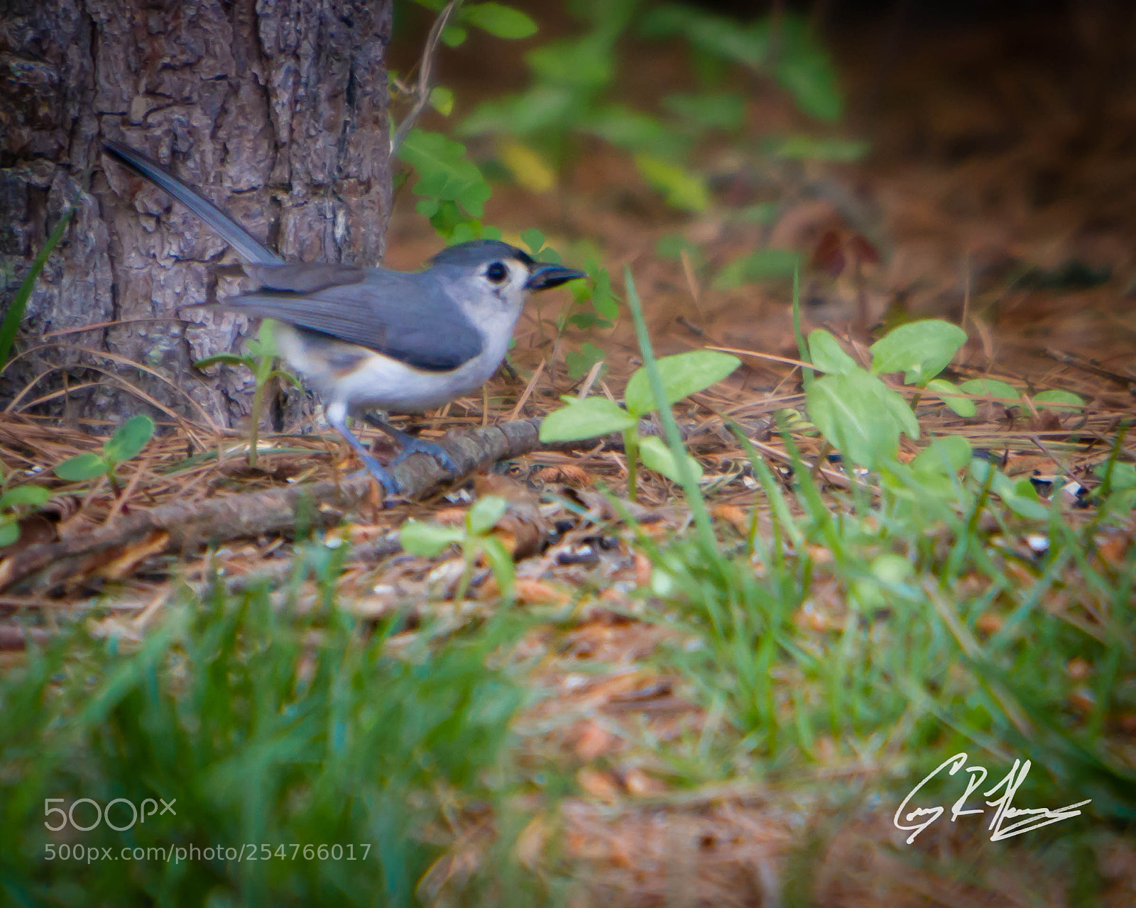 Canon EOS 7D sample photo. Untitled photography
