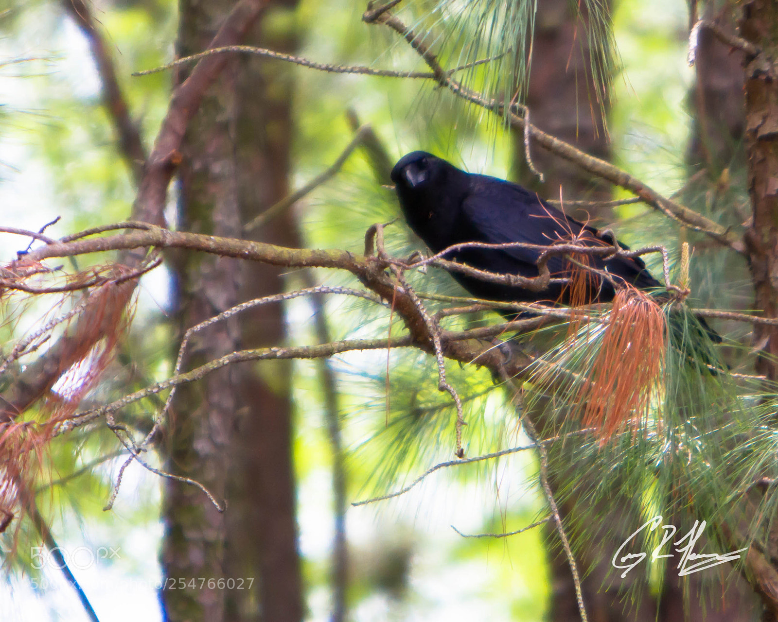 Canon EOS 7D sample photo. Untitled photography
