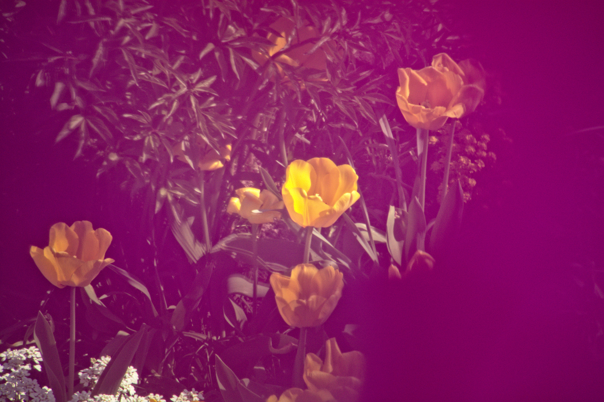 Nikon D7100 sample photo. Yellow tulips and violet photography