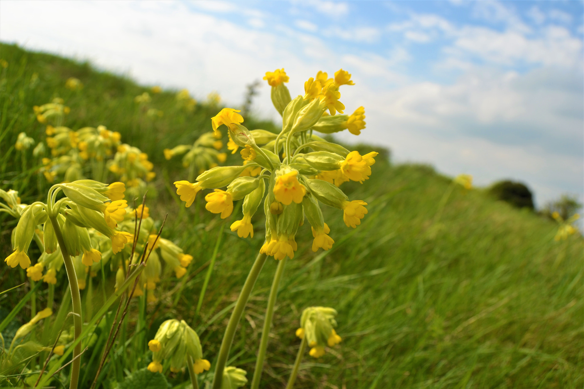 Nikon D3100 sample photo. Yellow bells photography