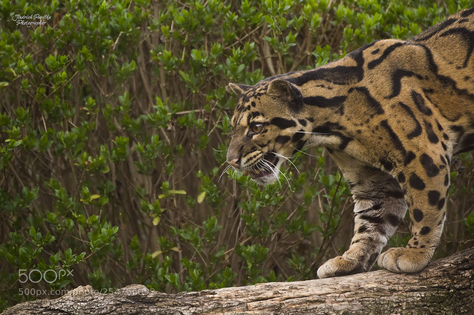 Canon EOS 100D (EOS Rebel SL1 / EOS Kiss X7) sample photo. Clouded leopard / neofelis nebulosa photography