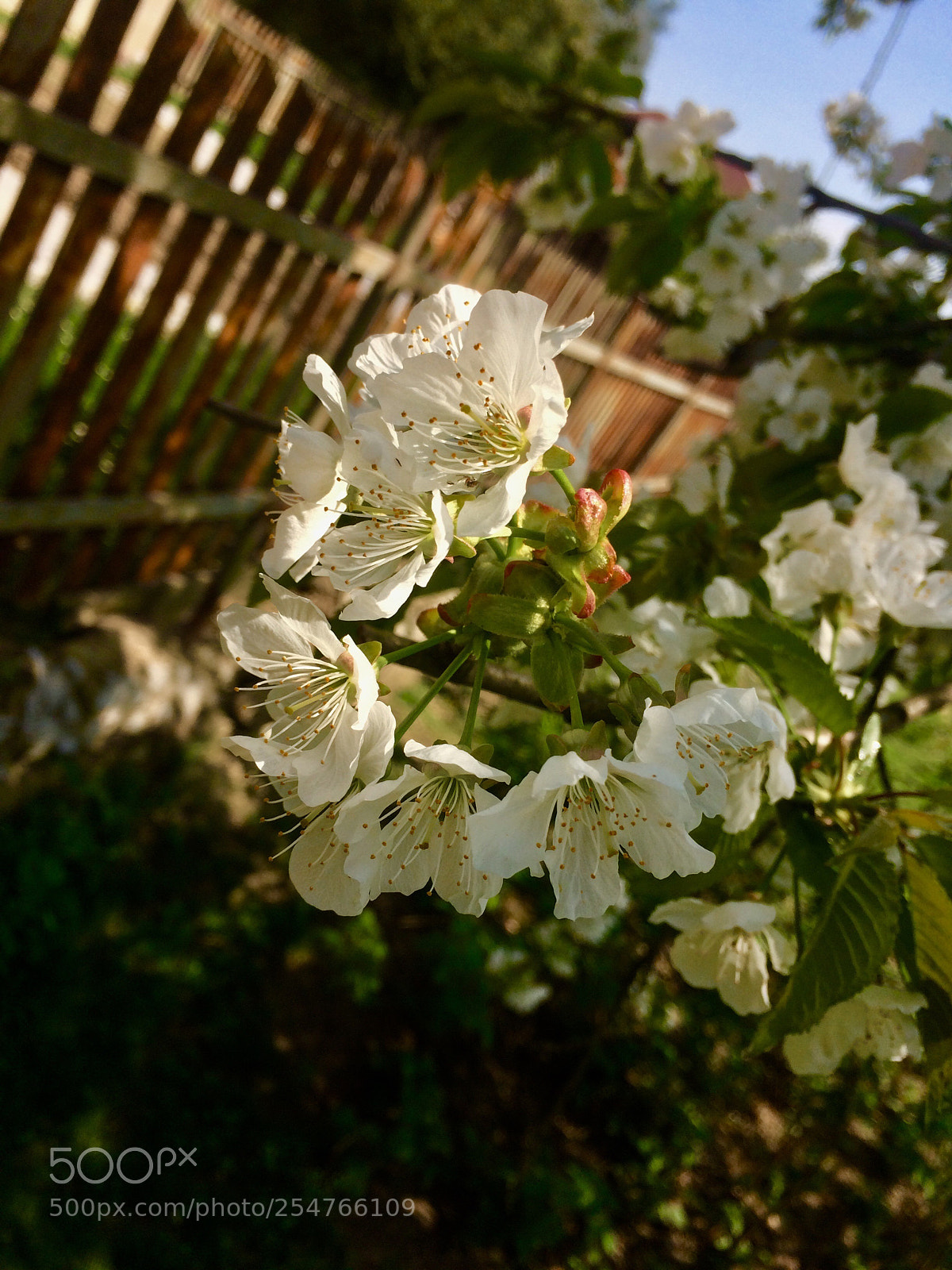Apple iPhone 5s sample photo. ?? photography
