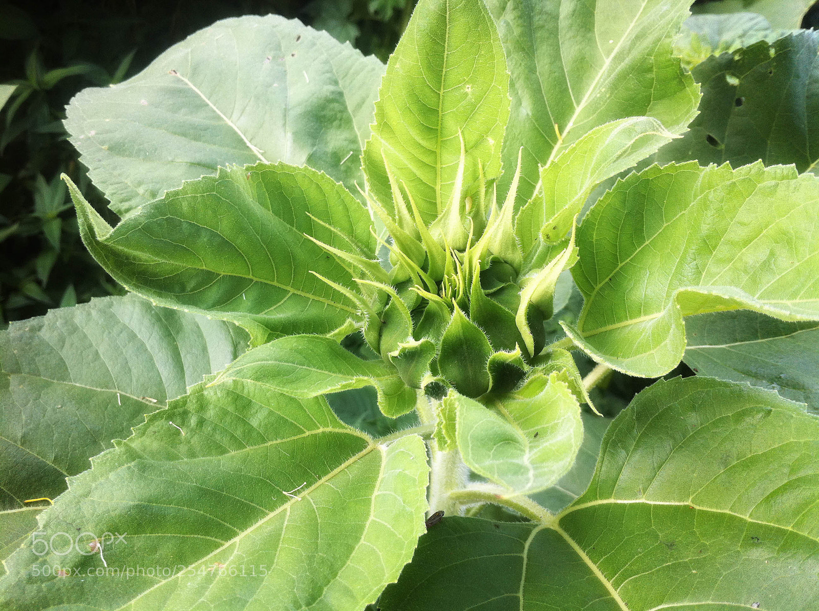 Apple iPhone 4 sample photo. Sunflower button photography