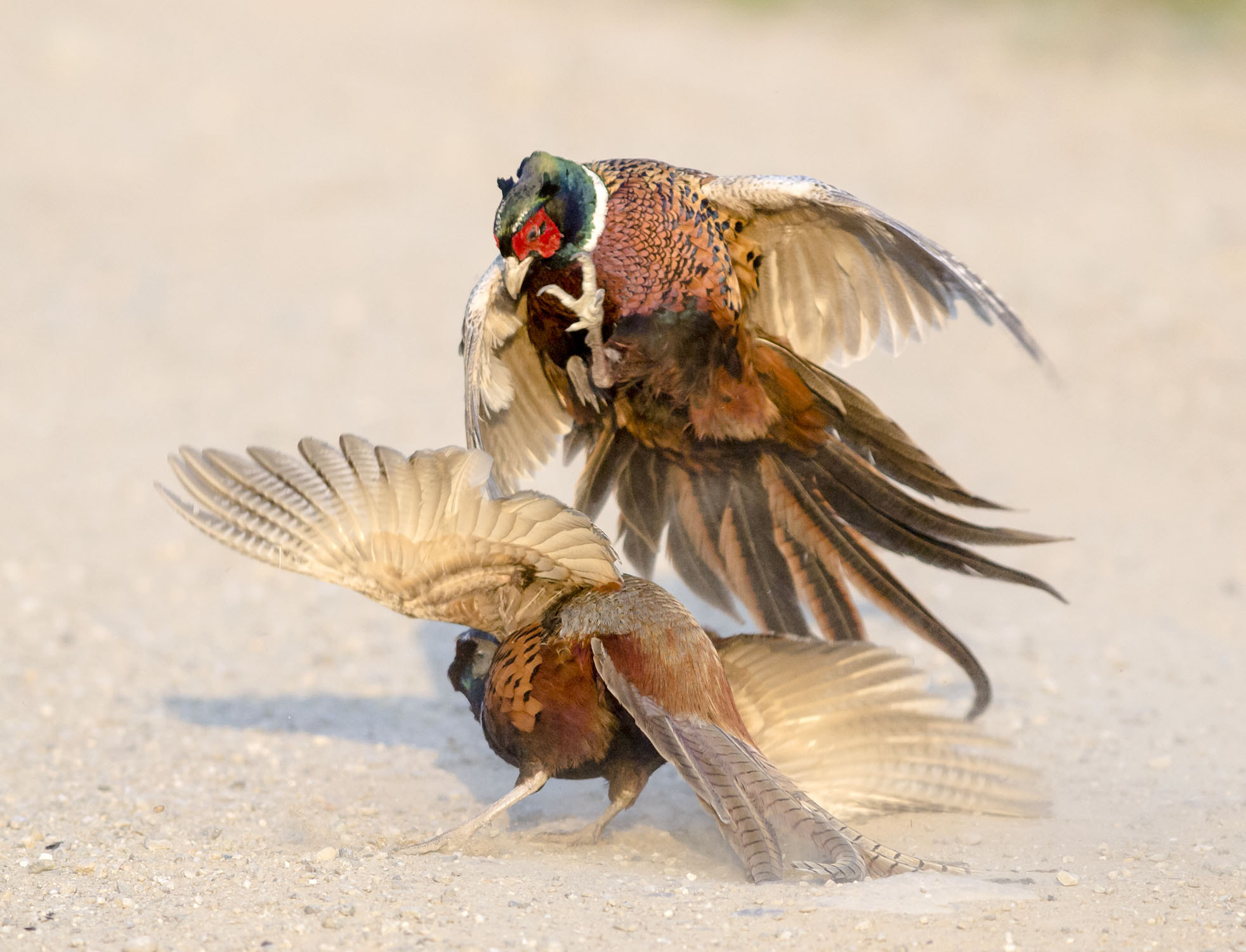 Olympus E-5 sample photo. Male pheasants fighting photography